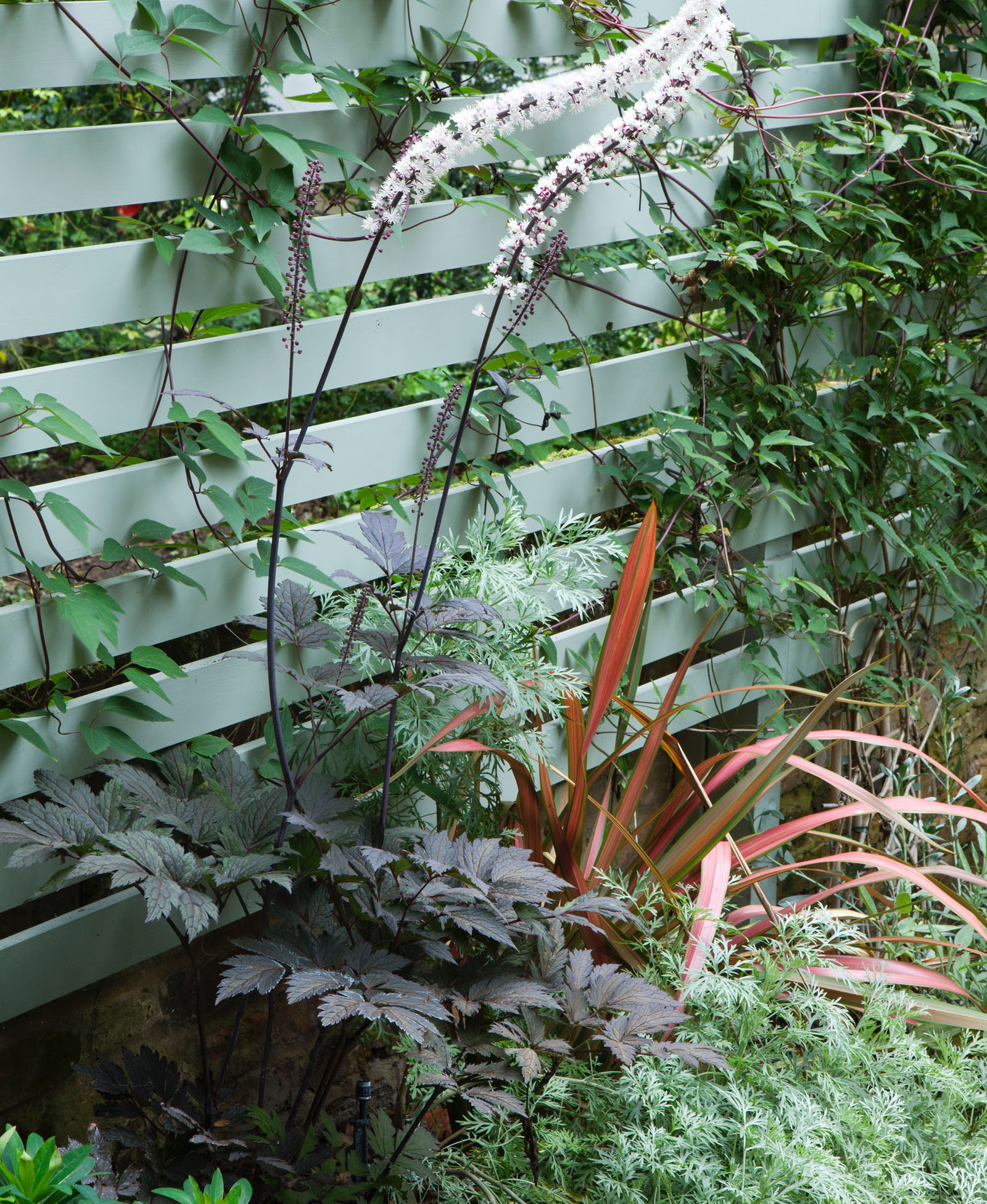 Planting combination detail in this grey and purple Belsize Park garden with Actaea simplex ‘Atropurpurea’, Phormium tenax, Euphorbia amygdaloides var. robbiae and Artemisia ‘Powis Castle’.