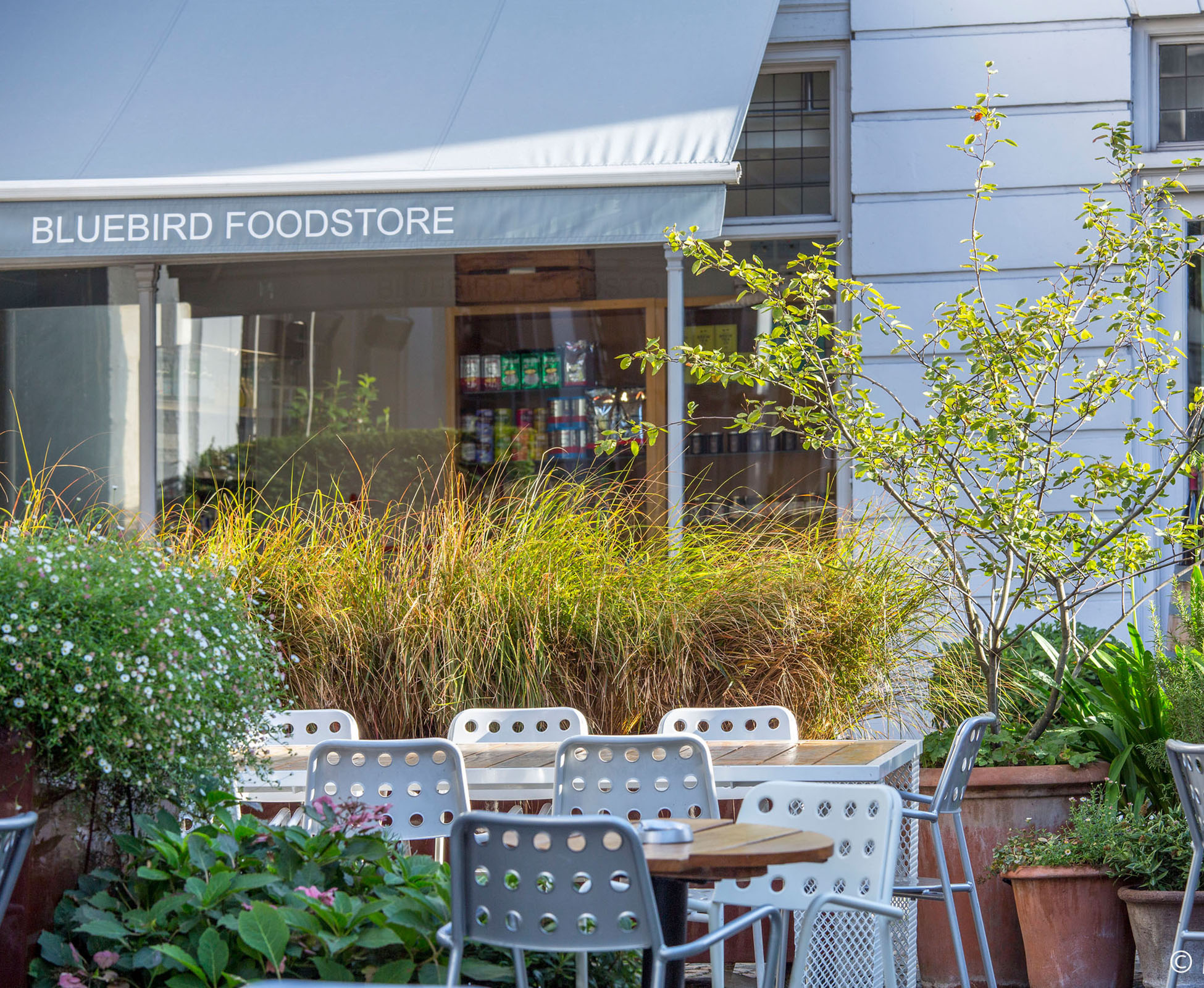 The Amelanchier lamarckii multi stem, in its handmade terracotta pot, and the grasses, Anemanthele lessoniana, catch the early morning light, in front of Bluebird Foodstore.