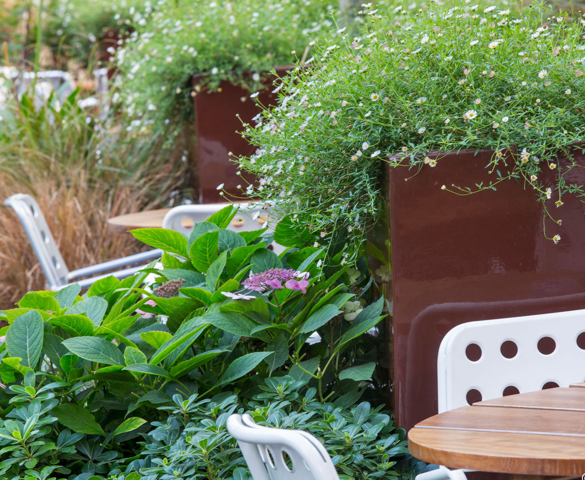 The lush planting creates some separation between the tables and offers seasonality and movement, contrasting to a strong geometrical layout. The Erigeron karvinskianus falls over the sides of the grp planter, hiding the base of the parasol tree, Liquidambar styraciflua.