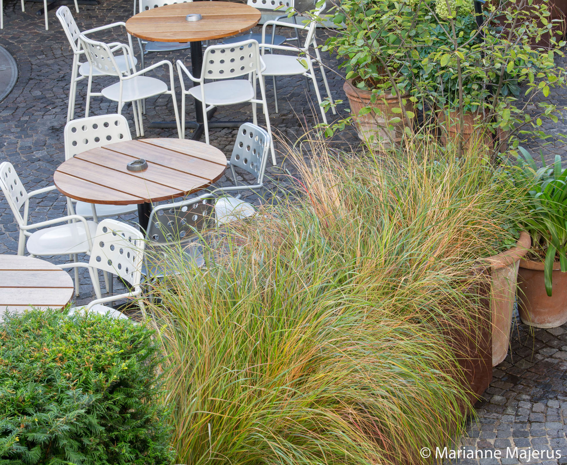 The grasses and other herbaceous plants are starting to wear their autumn colours, bringing a touch of seasonality to Bluebird’s courtyard in Chelsea. The planters are positioned to create a separation between the seating area and the walking path to the restaurant. 
