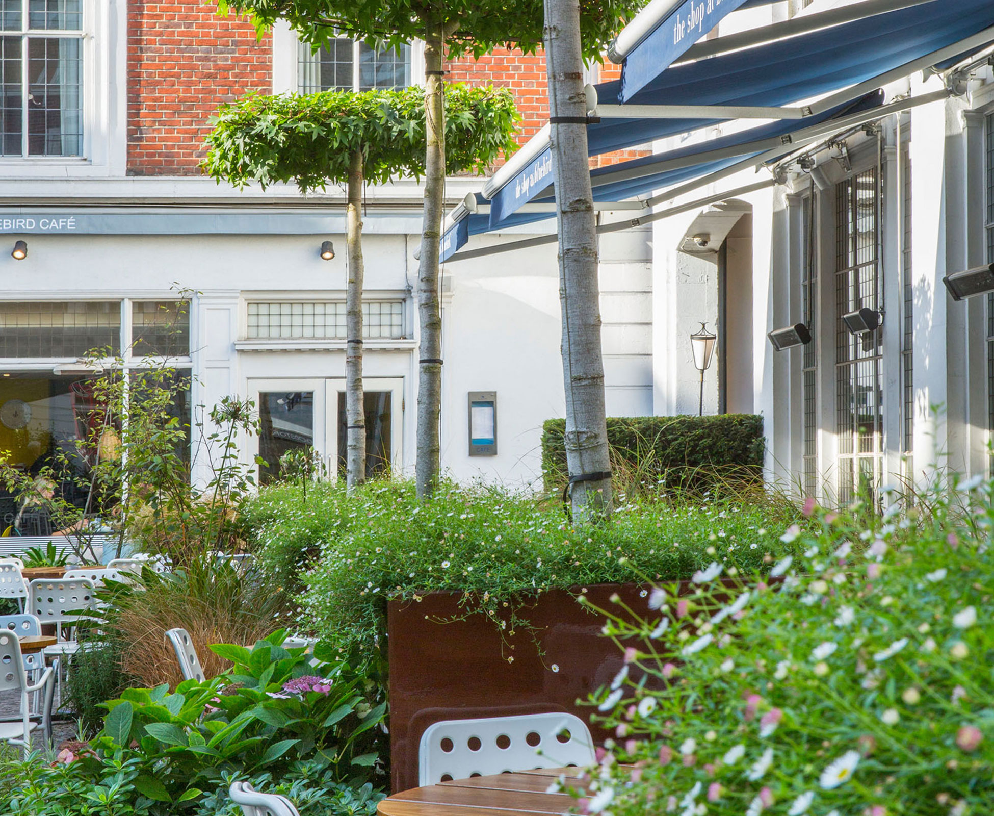 Some parasol trees, Liquidambar styraciflua, break up the space between the tables whilst giving a sense of height and trying to balance the tall imposing Bluebird building. They will look gorgeous in late autumn, becoming all colours from yellow to red.