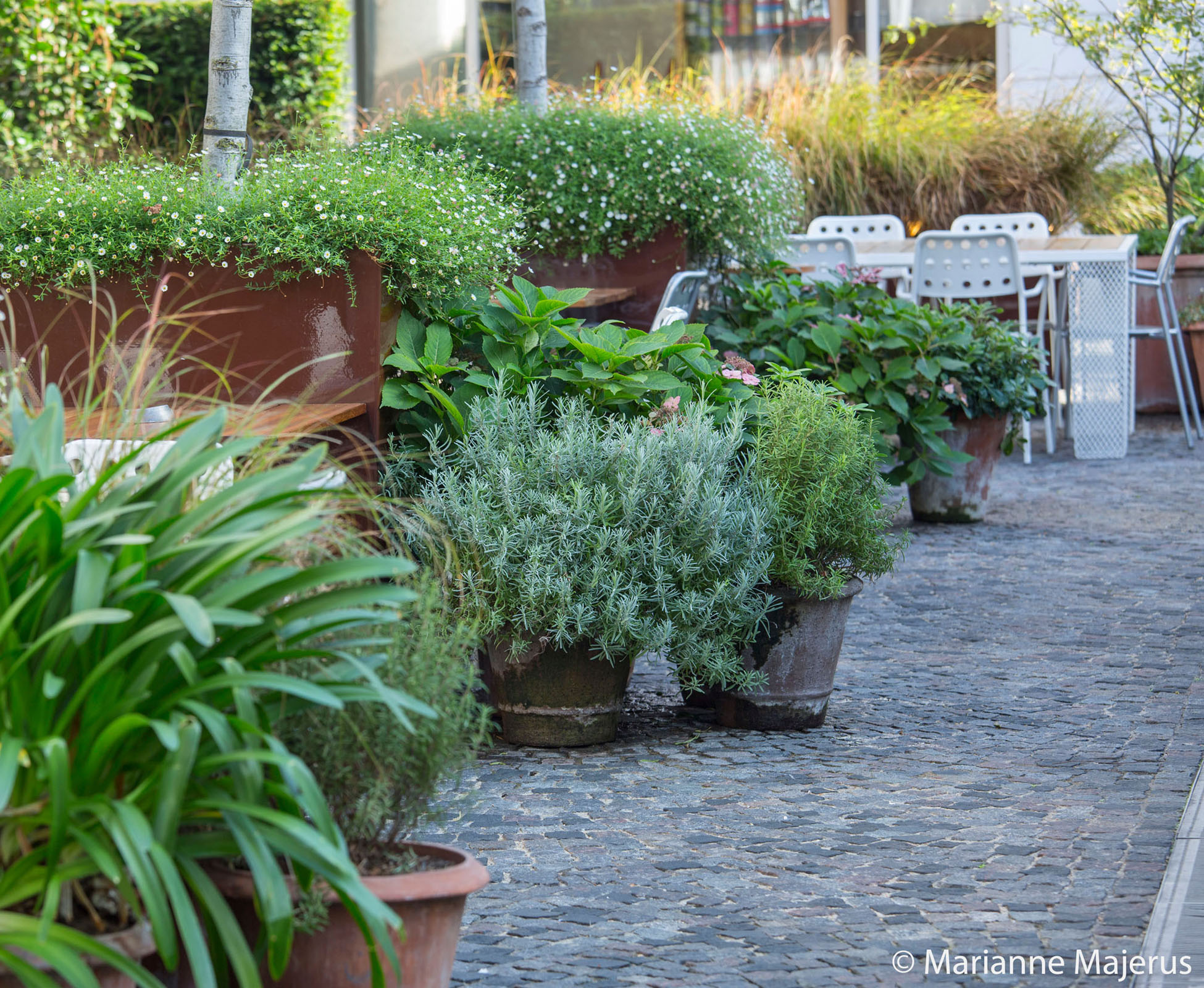 A mix of evergreen herbaceous, shrubs and hedges with some deciduous plants have been planted together to try to offer a good balance of foliage in winter and flowers in summer. Here, the Agapanthus, Rosemarinus and Lavandula are planted individually in terracotta pots, whilst groups of Anemanthele lessoniana and Erigeron karvinskianus are in groups creating a soft moving effect. Some Hydrangea macrophylla are dotted around for their stunning flowers.