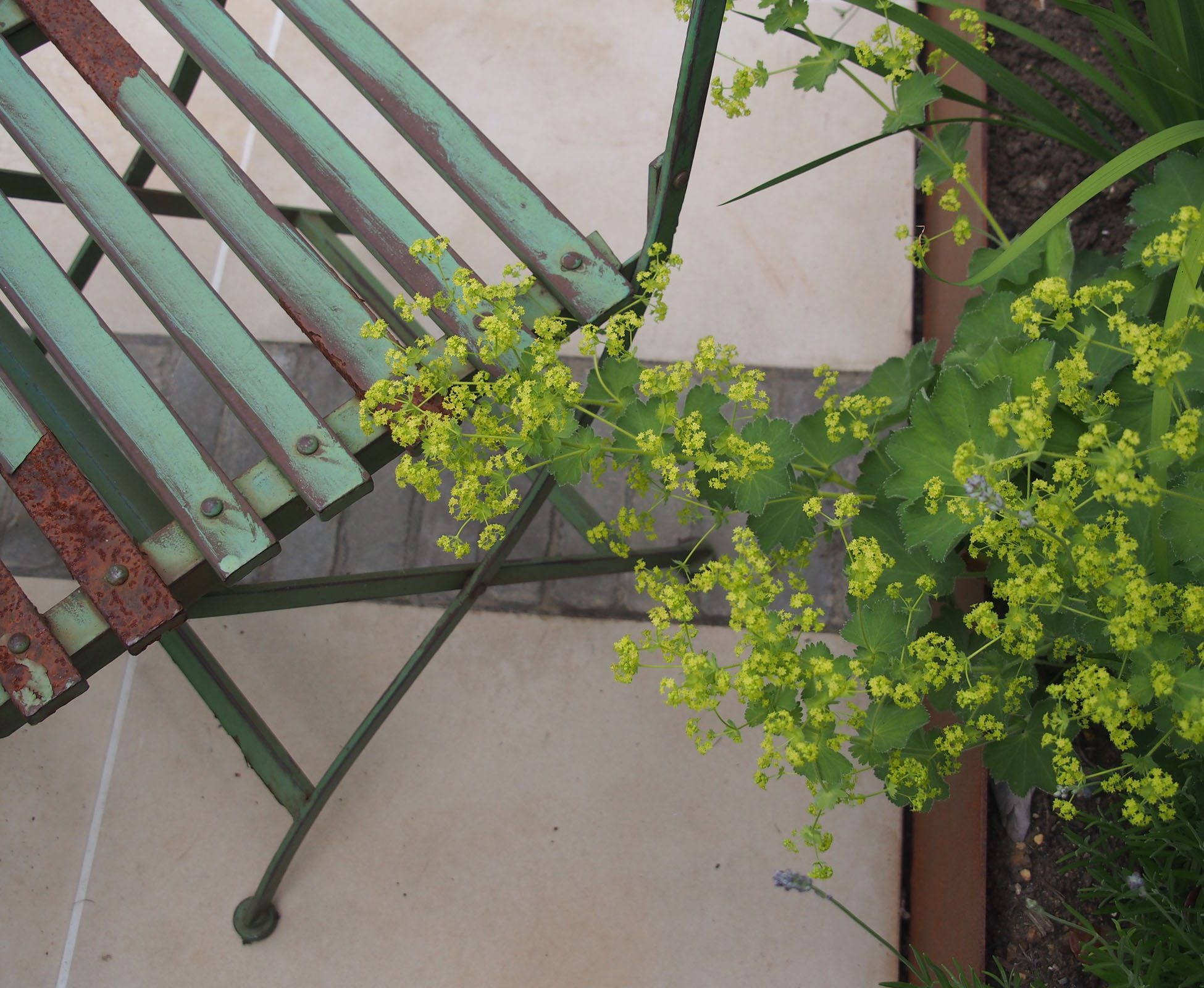 Metal rusted chair blends with the corten steel edging details and offsets the sawn sandstone paving in this Bounds Green Garden.