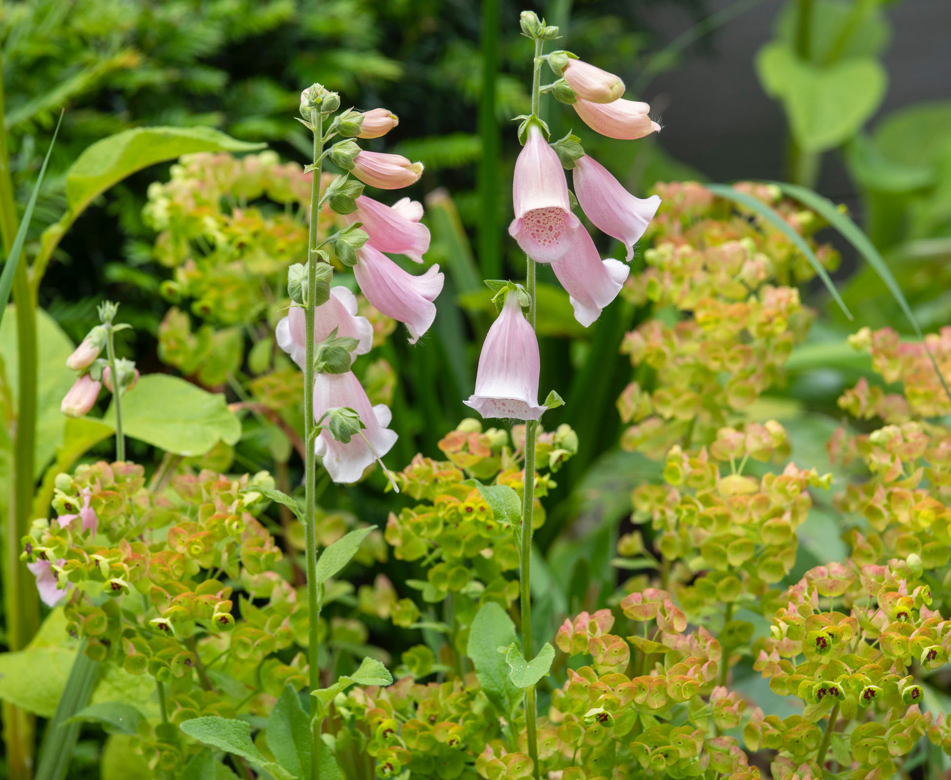 Euphorbia x Martinii and Digitalis Suttons Apricot provide pink hues and coppery shades in this Bounds Green Garden.