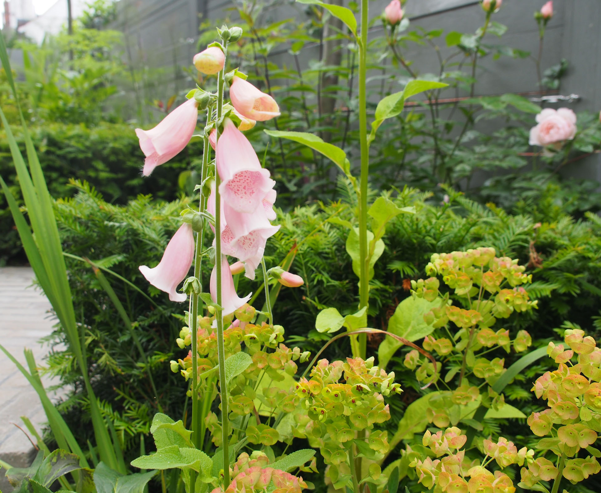 In this Bounds Green Garden we chose a planting palette of soft pinks and greys that contrasts with the grey fence.