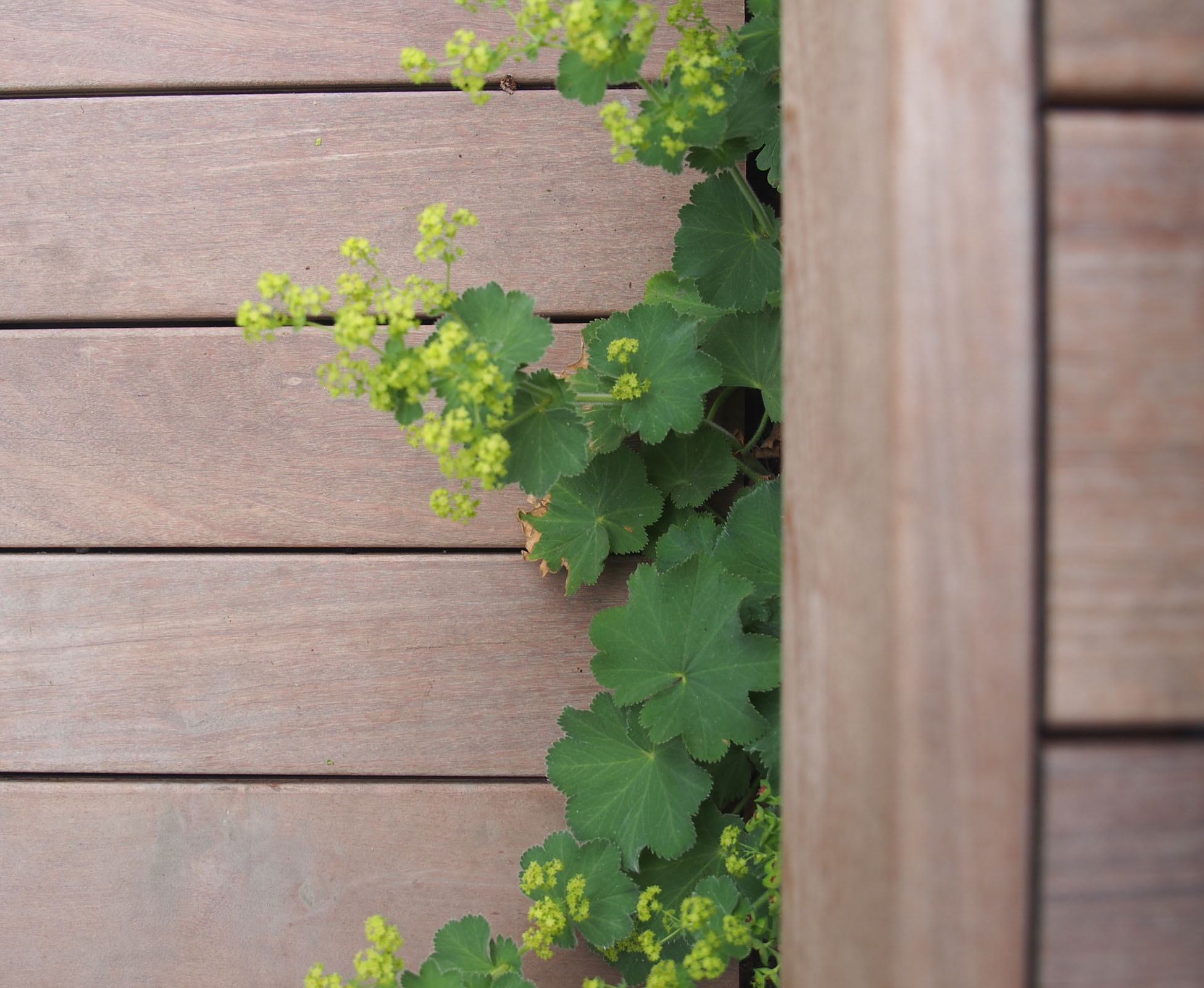A close up detail of the hardwood timber deck shows the invisible fixing system used in this Bounds Green Garden.