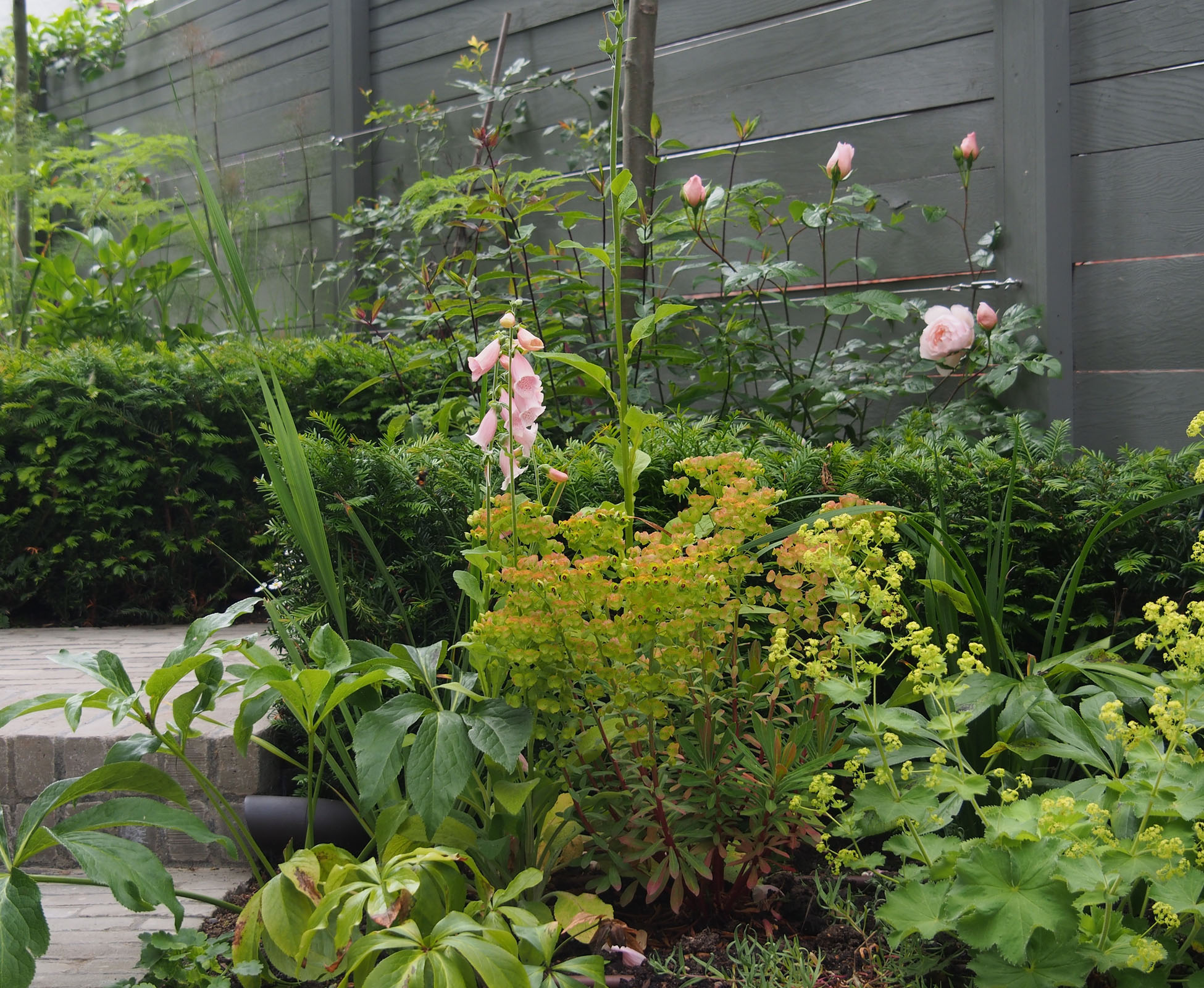In this Bounds Green Garden we chose a planting palette of soft pinks and greys that contrasts with the grey fence. Digitalis Suttons Apricot, Euphorbia x martinii, Taxus baccata hedging.