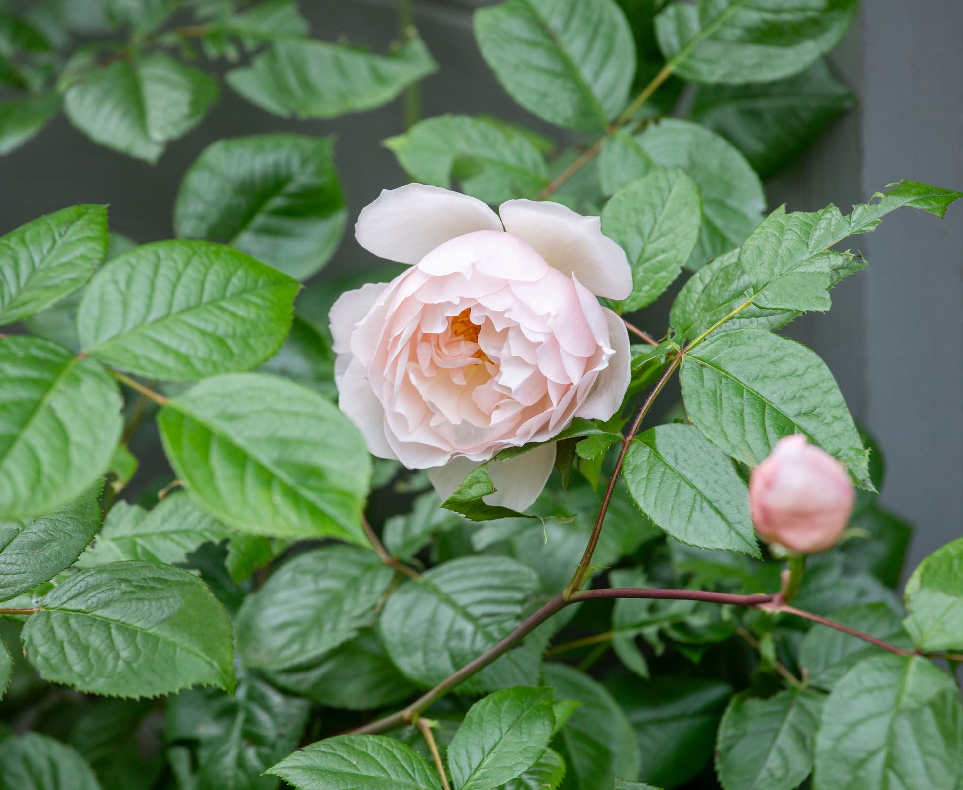 A close up of Rosa New Dawn in this Bounds Green Garden.