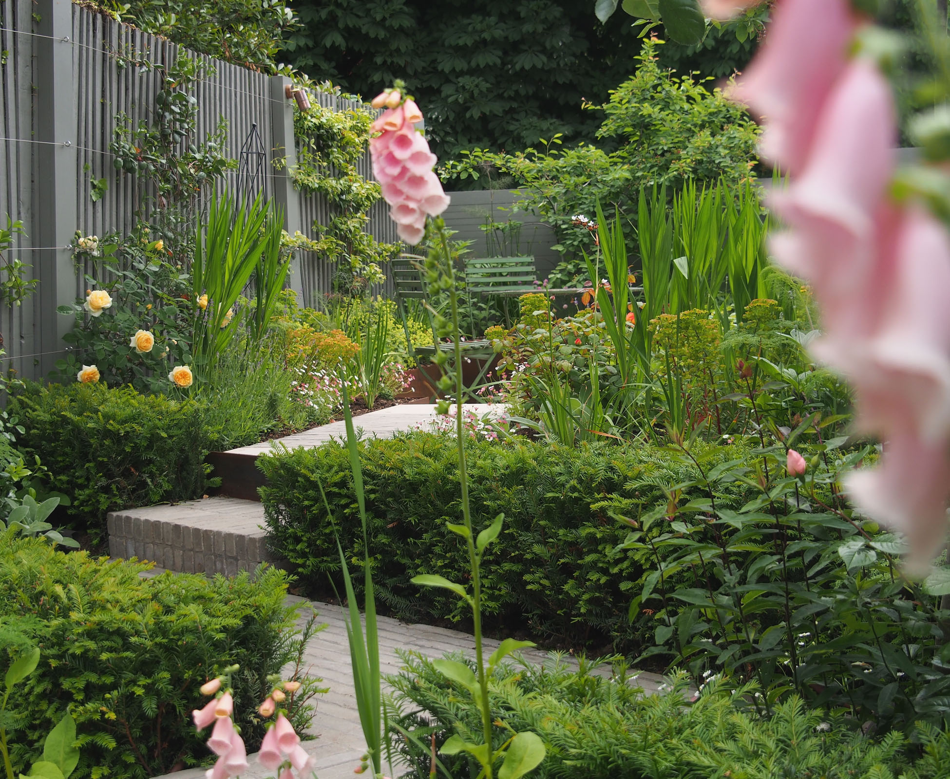 Grey painted feather board fencing with yellow roses and pink foxgloves in this bijou garden in Bounds Green.