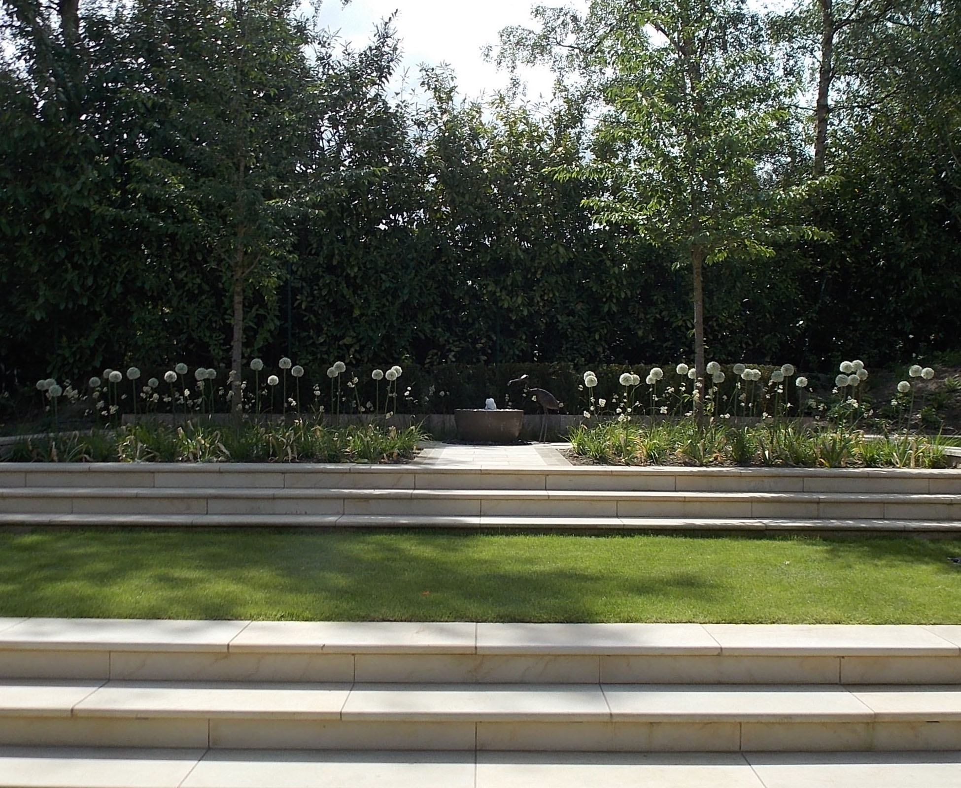 The white alliums are in full flower, catching the light, above the planting beds. The cherry trees frame the path leading to the water feature bowl and a sculptural bird. In the lawn, some steps made of sandstone paving have been built by the landscapers in this countryside garden.