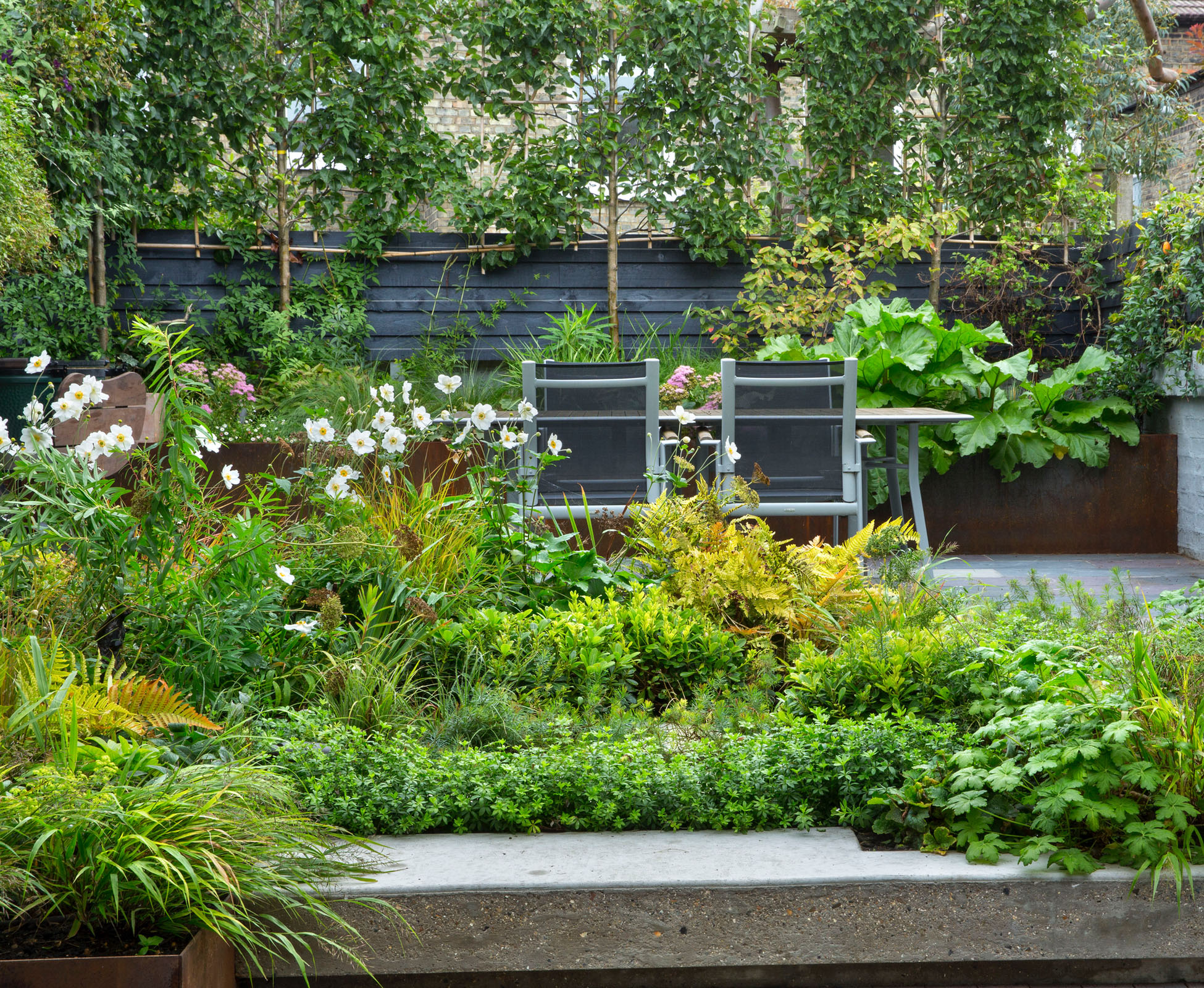 Some pleached trees, Pyrus ‘Chanticleer’ form a green backdrop to this Crouch End garden, adding some privacy to the seating area. They are underplanted with some herbaceous perennials and some vegetables in a Corten steel raised bed.