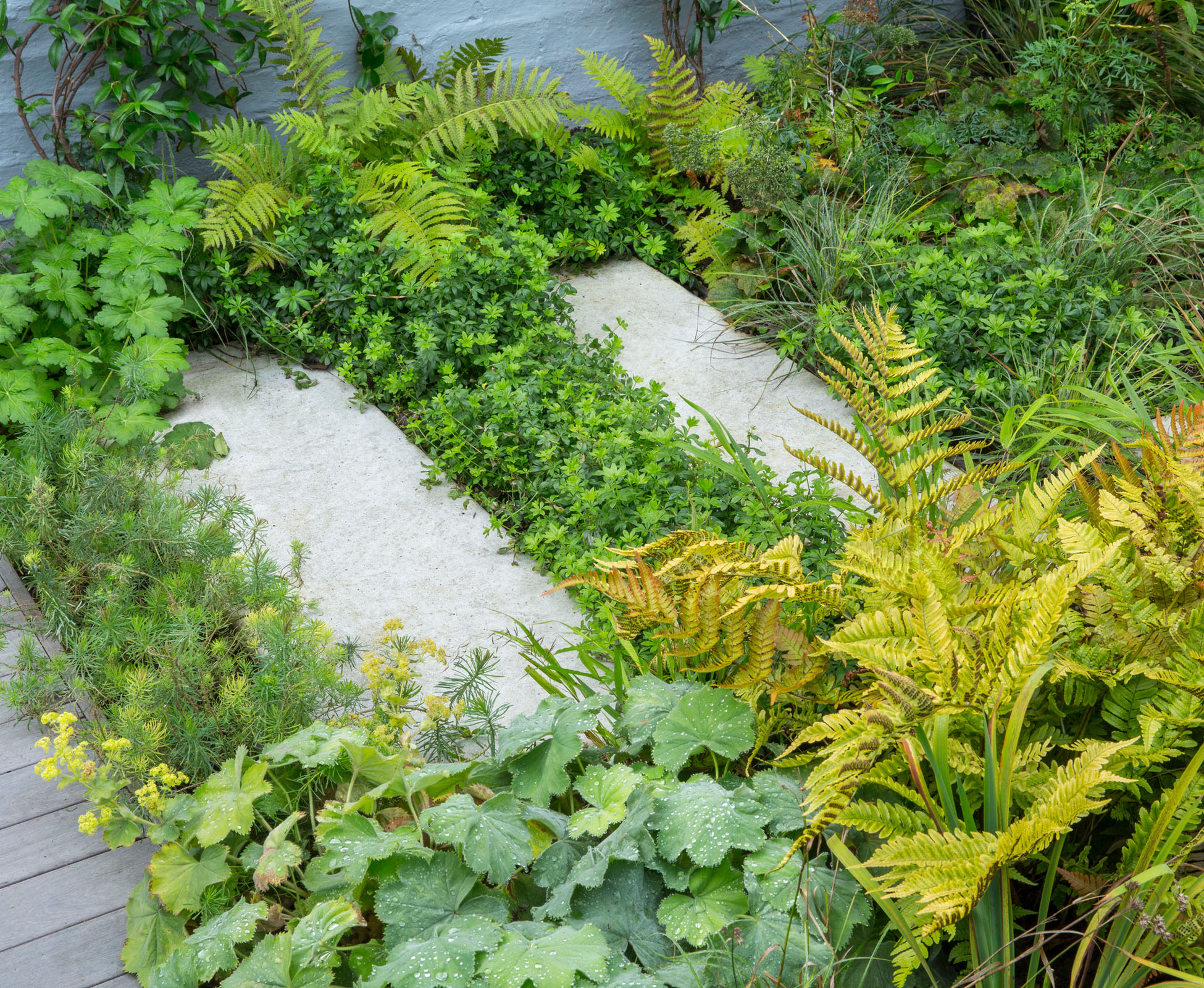 Planting details in this lush Crouch End garden, North London, including Euphorbia ‘Ruby’s Fen’, Gallium odoratum, Geranium maccrorhizum, Iris ‘White Swirl’, Luzula nivea, Hakonechloa macra and Cenolophium denudatum. 