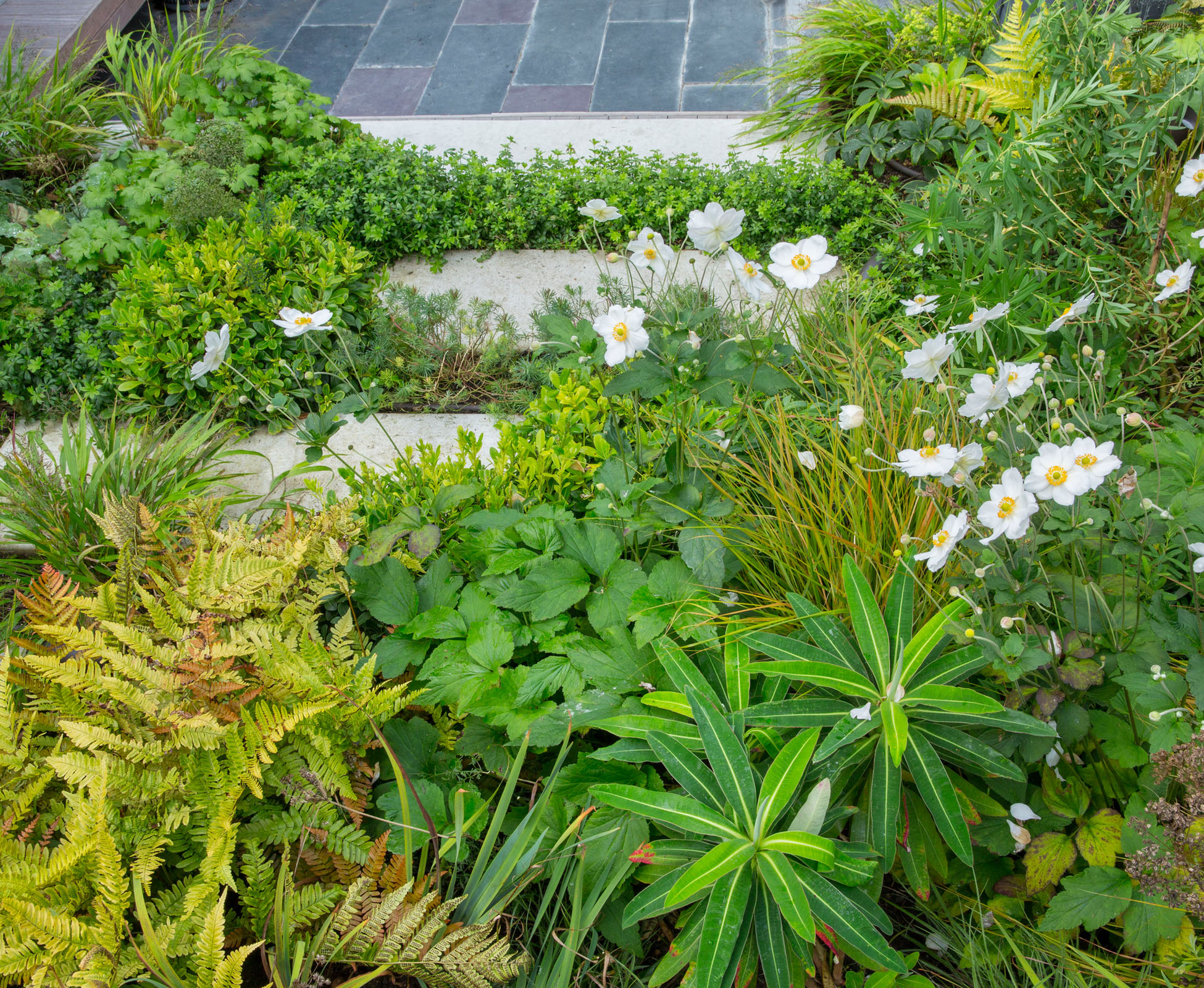 Planting details in this lush Crouch End garden, North London, including Euphorbia ‘Ruby’s Fen’, Gallium odoratum, Geranium maccrorhizum, Iris ‘White Swirl’, Luzula nivea, Hakonechloa macra and Cenolophium denudatum. They overhang the stepping stones and the concrete retaining wall, above the slate patio.