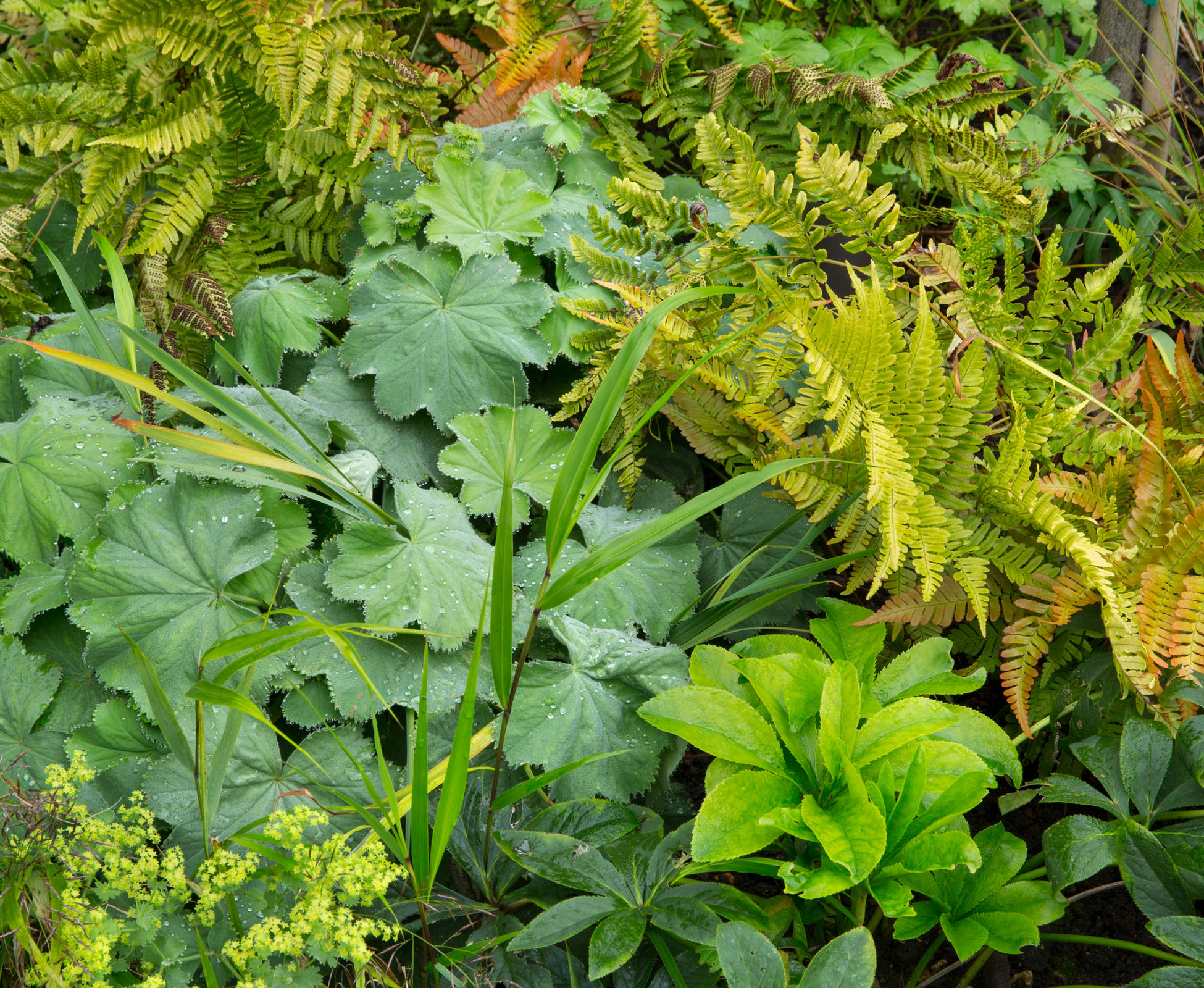 Foliage details, evergreen structures and soft shapes of Alchemilla mollis, Dryopteris erythrosora, turning copper in late summer, Helleborus orientalis and Hakonechloa macra ‘Aurea’ in this small Crouch End Garden.