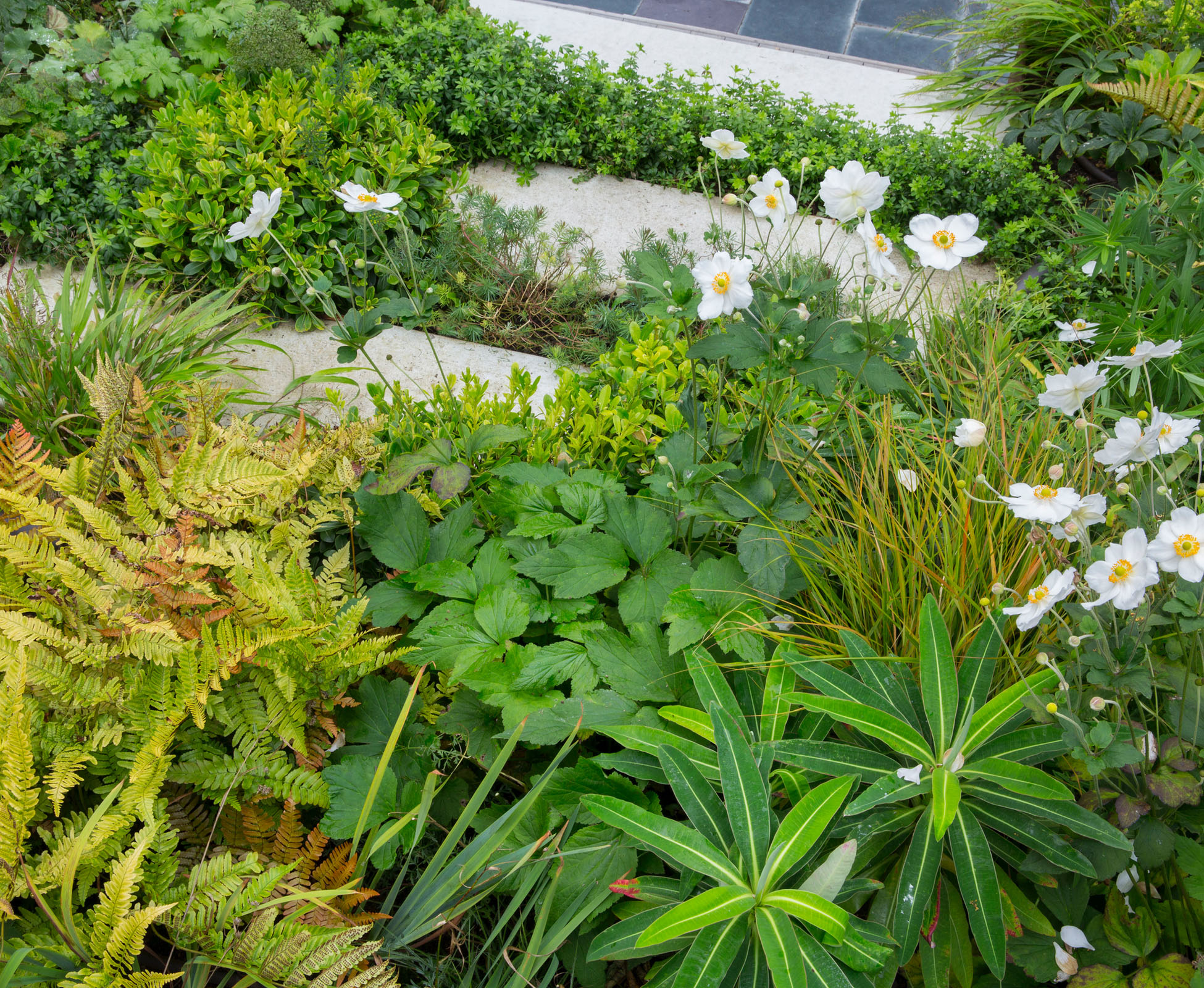 The planting is all intermingled, creating a wild and lush effect that soften the strong lines of the hard landscaping. Mainly evergreen, the planting beds will still look green during the winter months in this Crouch End garden.