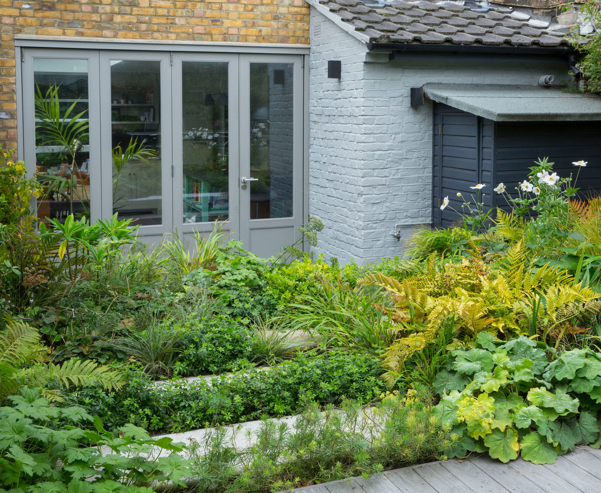 View towards the house in this Crouch End garden, showing the matching colour on the french doors and the brick walls. The stepping stones disappear behind the lush low planting whilst the tall Anemone ‘Honorine Jobert’ are flowering in Autumn.