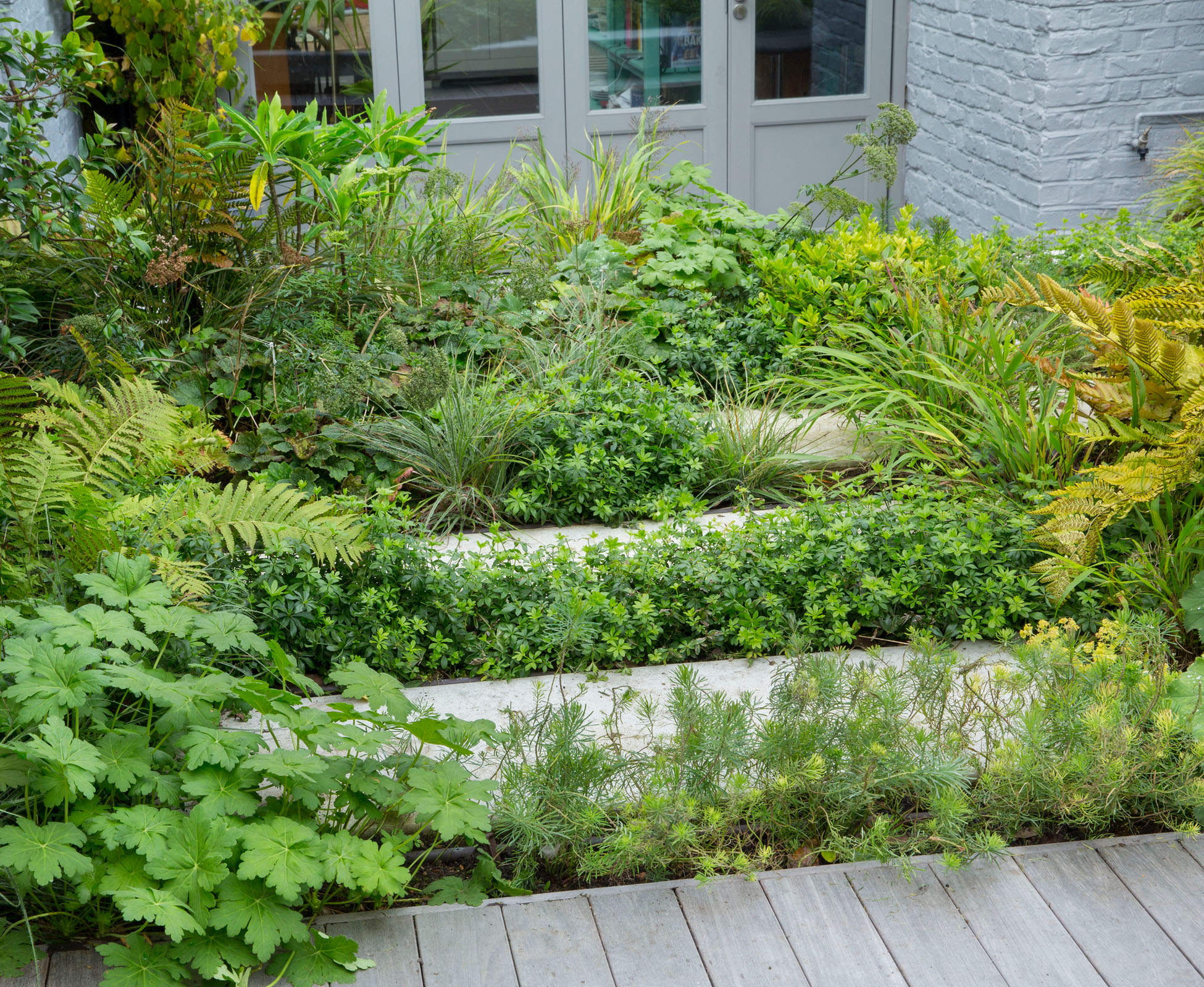Close-up of the low planting, overhanging the poured concrete stepping stones leading to the house in the Crouch End garden. Key plants are Gallium odoratum, Euphorbia cyparissias, Luzula nivea, Dryopteris erythrosora, Geranium maccrorhizum ‘Album’.