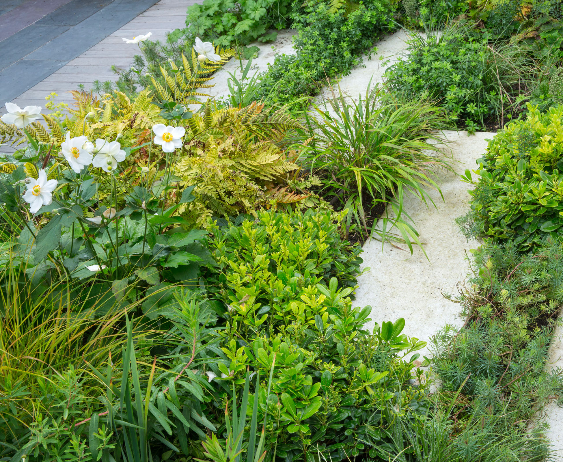 Some Pittosporum tobira ‘Nanum’ are clipped to form a neat structure, contrasting with the wilder look of the grasses such as Hakonechloa macra ‘Aurea’ and Luzula nivea. Some tall flowers emerge above the lush foliage and create some contrast in the colour scheme.