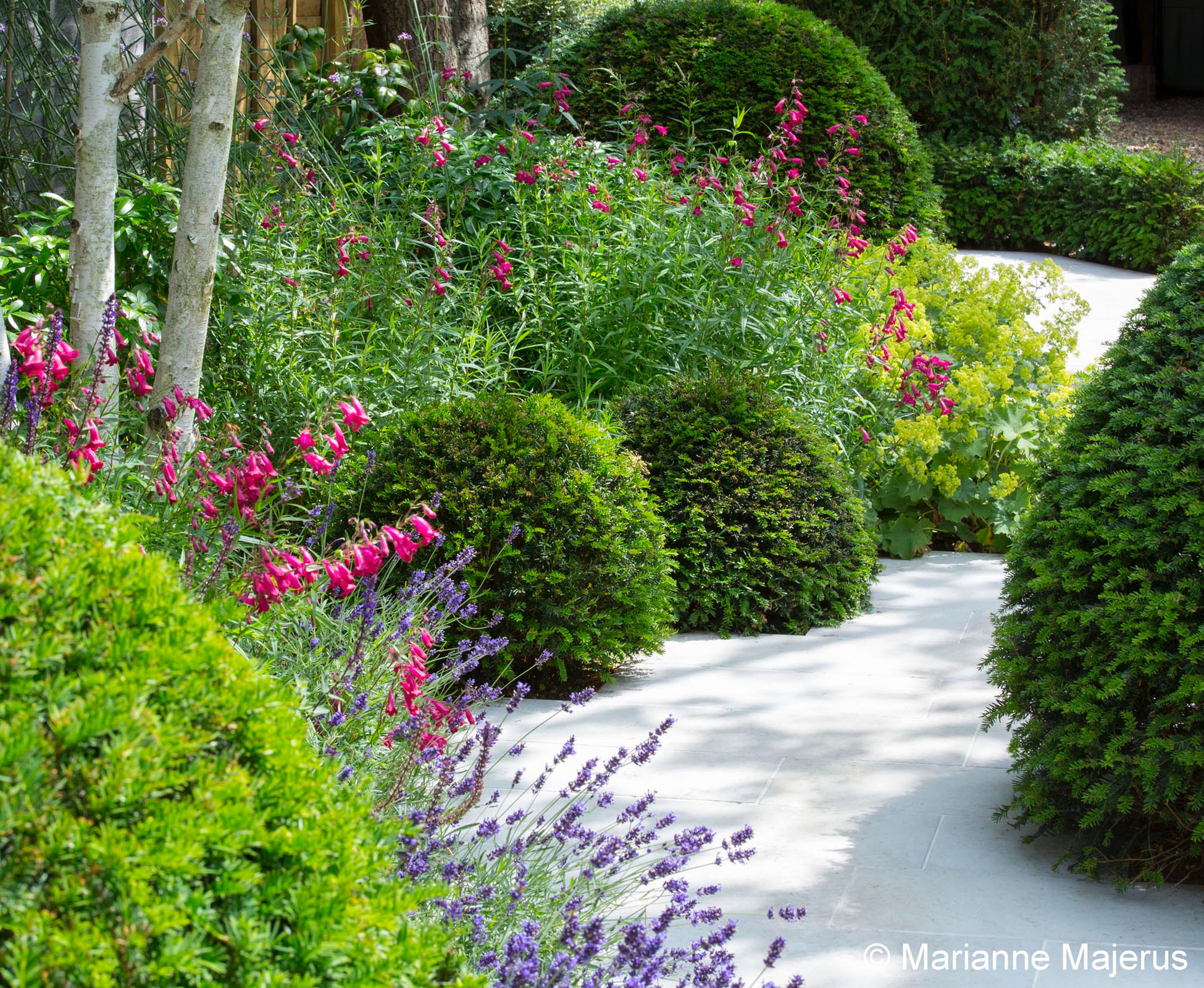 Alchemilla mollis, Penstemon ‘Burgundy’, Lavandula ‘Hidcote’ soften the edges of the path and contrast in shape with the clipped balls. The repetition of colours makes it easier for the eye to focus and appreciate each plant. The white stems of Betula pendula stand out better when surrounded by lush foliages.