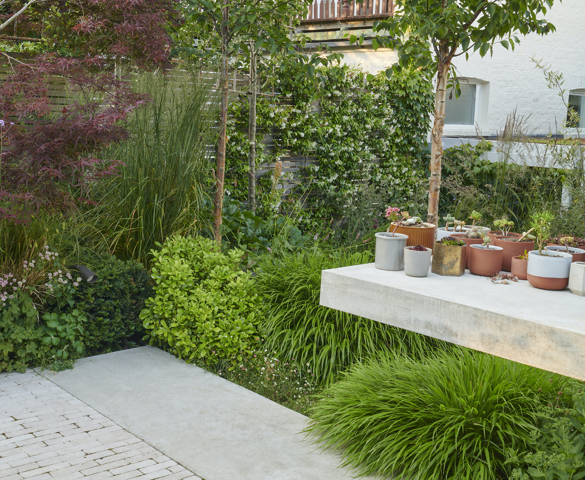 A view in this Hampstead garden that shows how we obscured the neighbours property and overlooking balcony with clever positioning of Pleached Trees and planting.