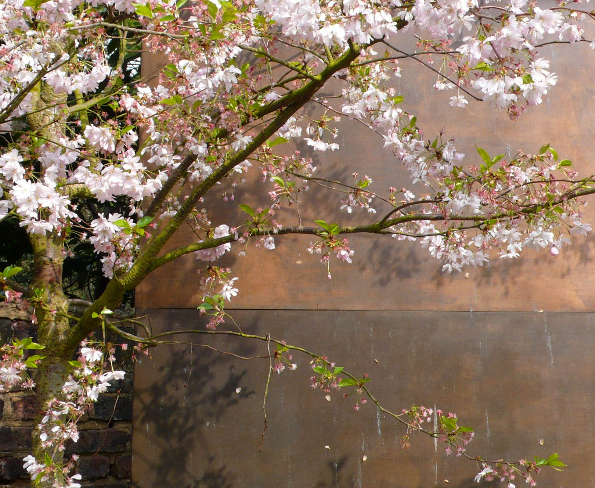 Prunus ‘Accolade’, spring flowering Japanese cherry tree looking stunning in front of the bronze panel feature in this Hampstead Heath garden.