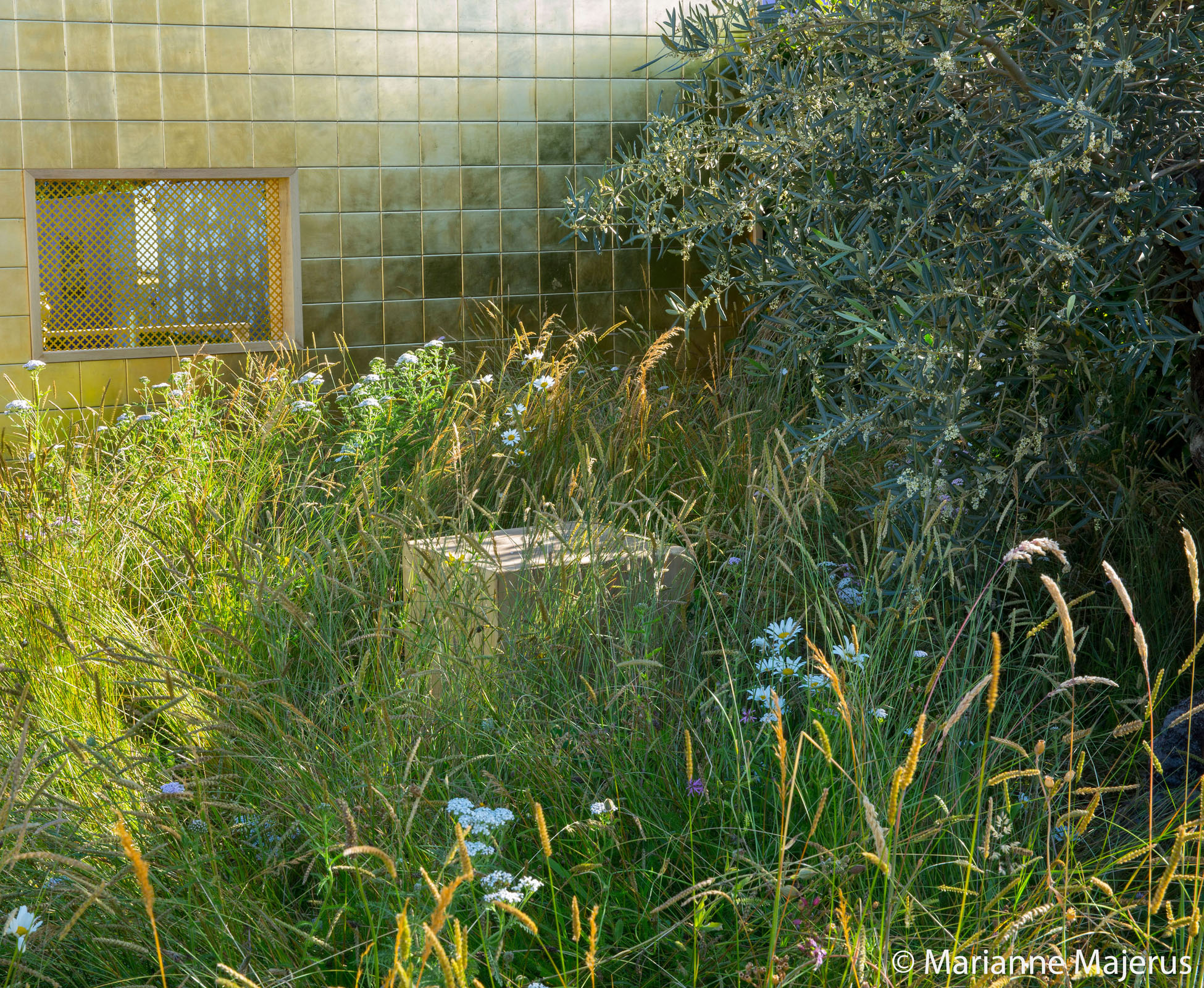 This conceptual garden designed on the theme of the seven deadly sins, expresses Greed at Hampton Court Palace Show Garden. The lush and wild meadow, full of herbaceous grasses and flowers, is capturing the light in the late afternoon. A feature olive tree, with dark foliage, contrast whilst giving the space some depth.
