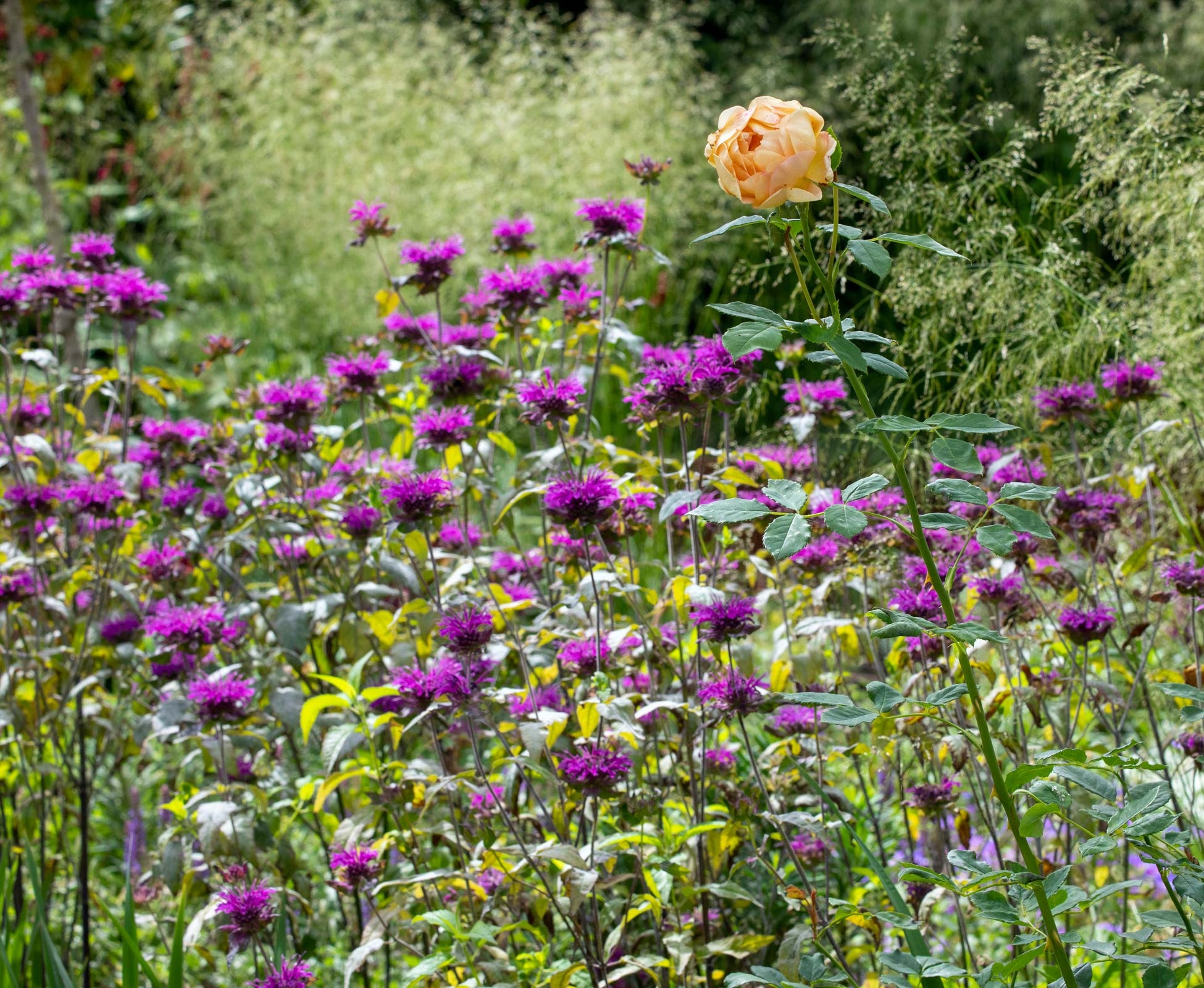 Charming Rosa 'Lady of Shalott' in full bloom surrounded by Monarda ‘Kardinal’.