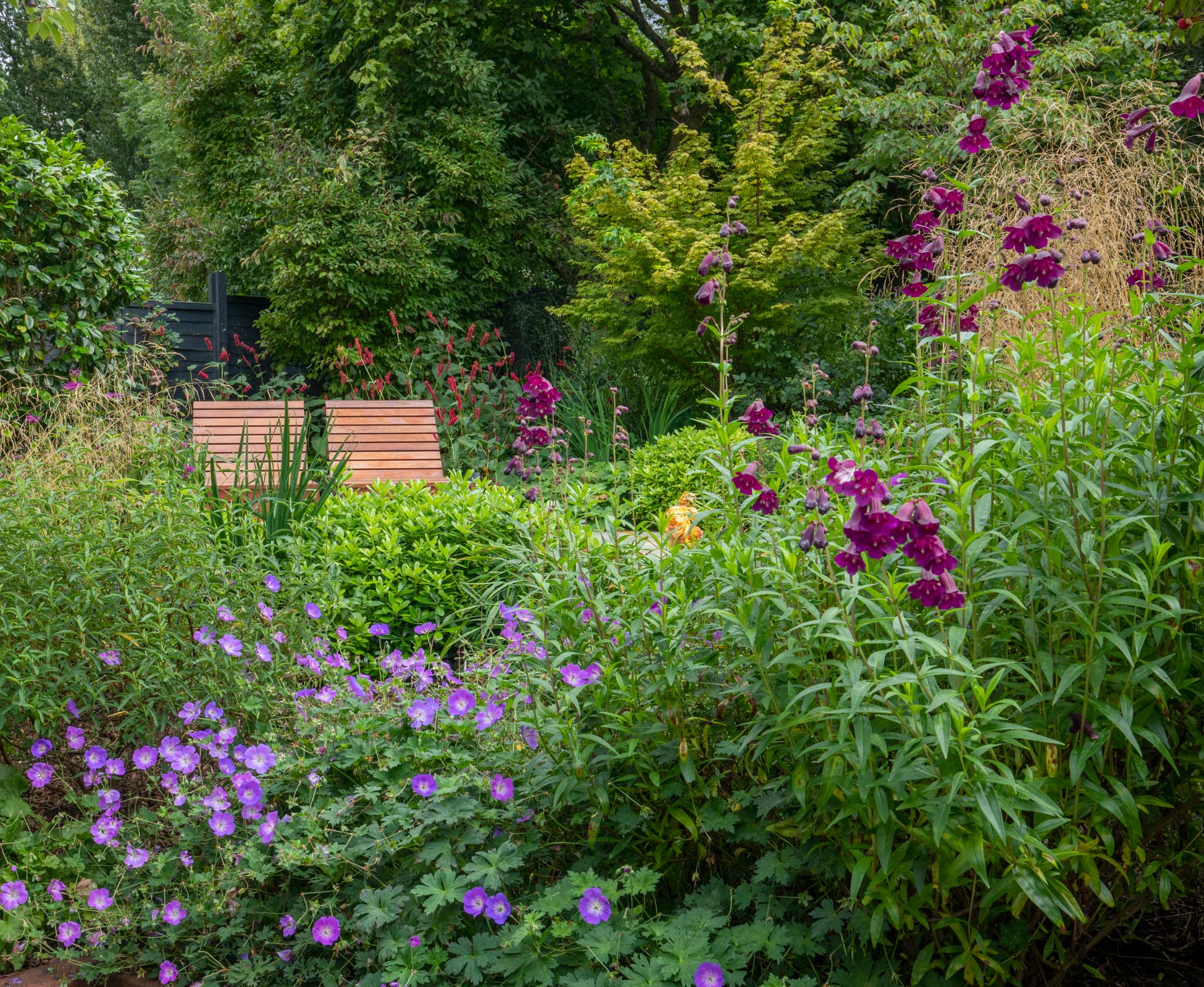 The seating area is totally enveloped in luscious green creating shelter and privacy. Penstemon ‘Raven’ and Geranium ‘Rozanne’ provide textural and seasonal interest with the Persicaria ‘Blackfield’ and Deschampsia Cespitosa ‘Goldtau’ in the background.