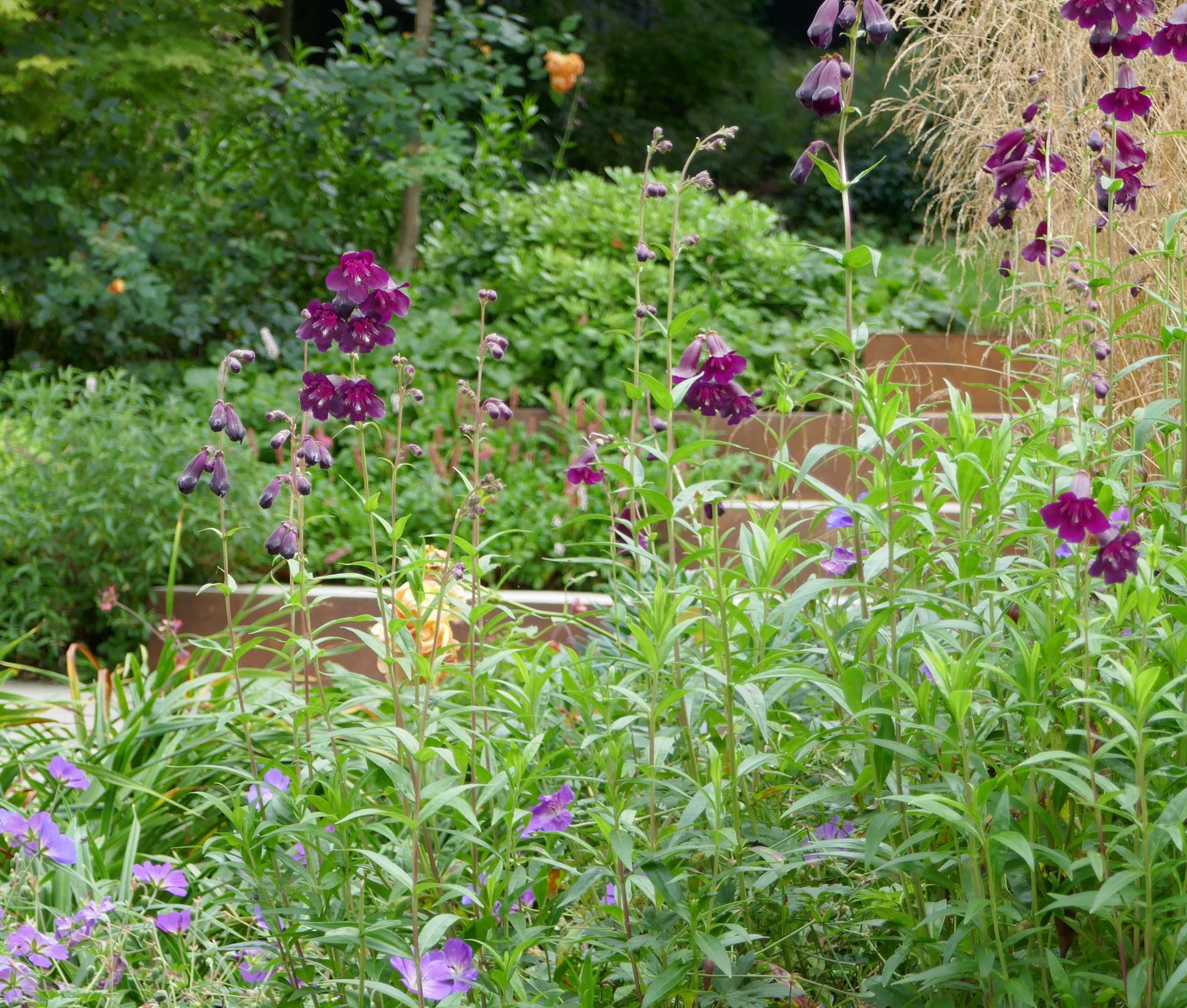 Deschampsia Cespitosa ‘Goldtau’ and Penstemon ‘Raven' provide contrasting textures and colours in the planting bed.