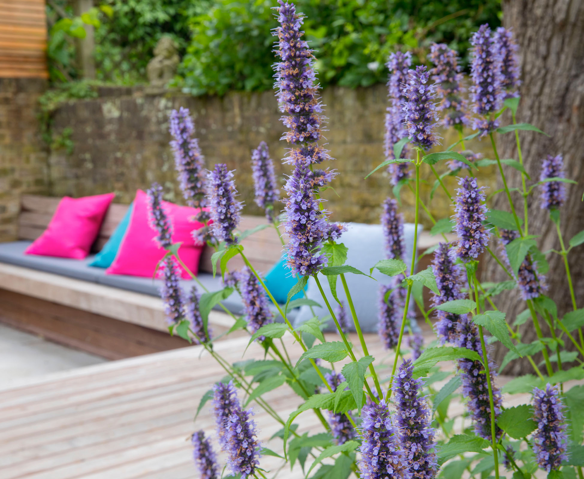 Built in Ipe bench around an existing tree in this Islington garden with a fitted mattress and scattered cushions. Agastache in full bloom at the front.
