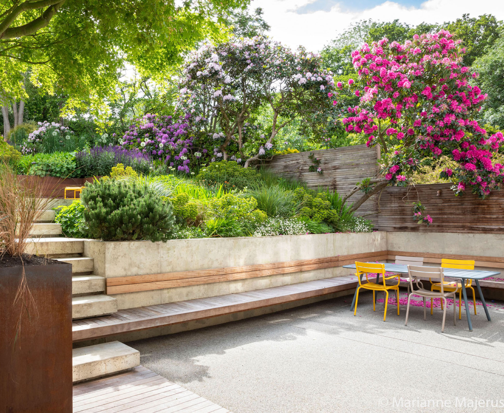 The patio is enclosed by a retaining wall  in poured concrete and corten; an existing Acer overhangs the space casting dappled shade, with the vibrant pink Rhododendrons stealing the show.