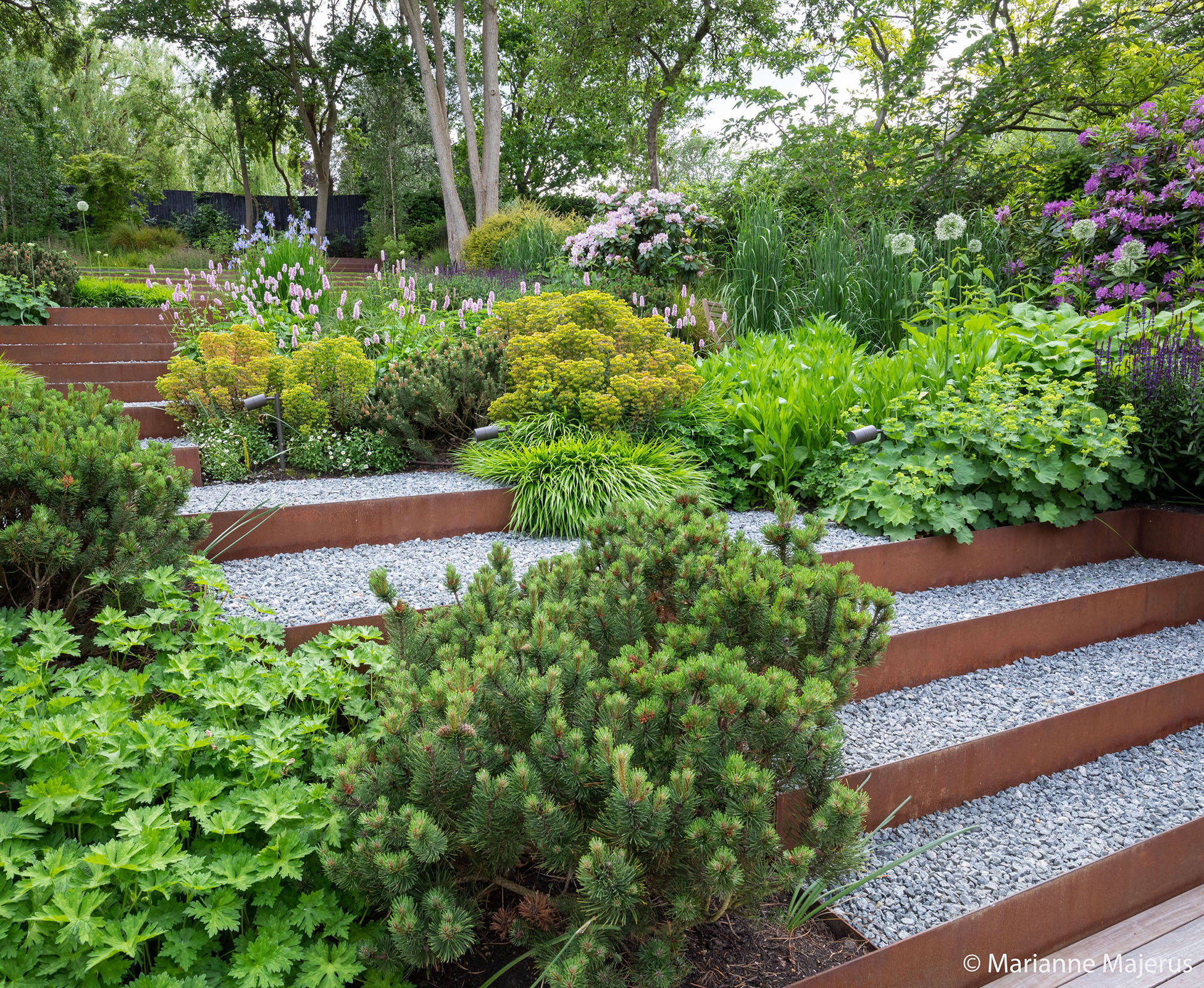 The gentle palette of plants in this Muswell Hill garden spill over the gravel paths and corten risers  softening the straight lines.