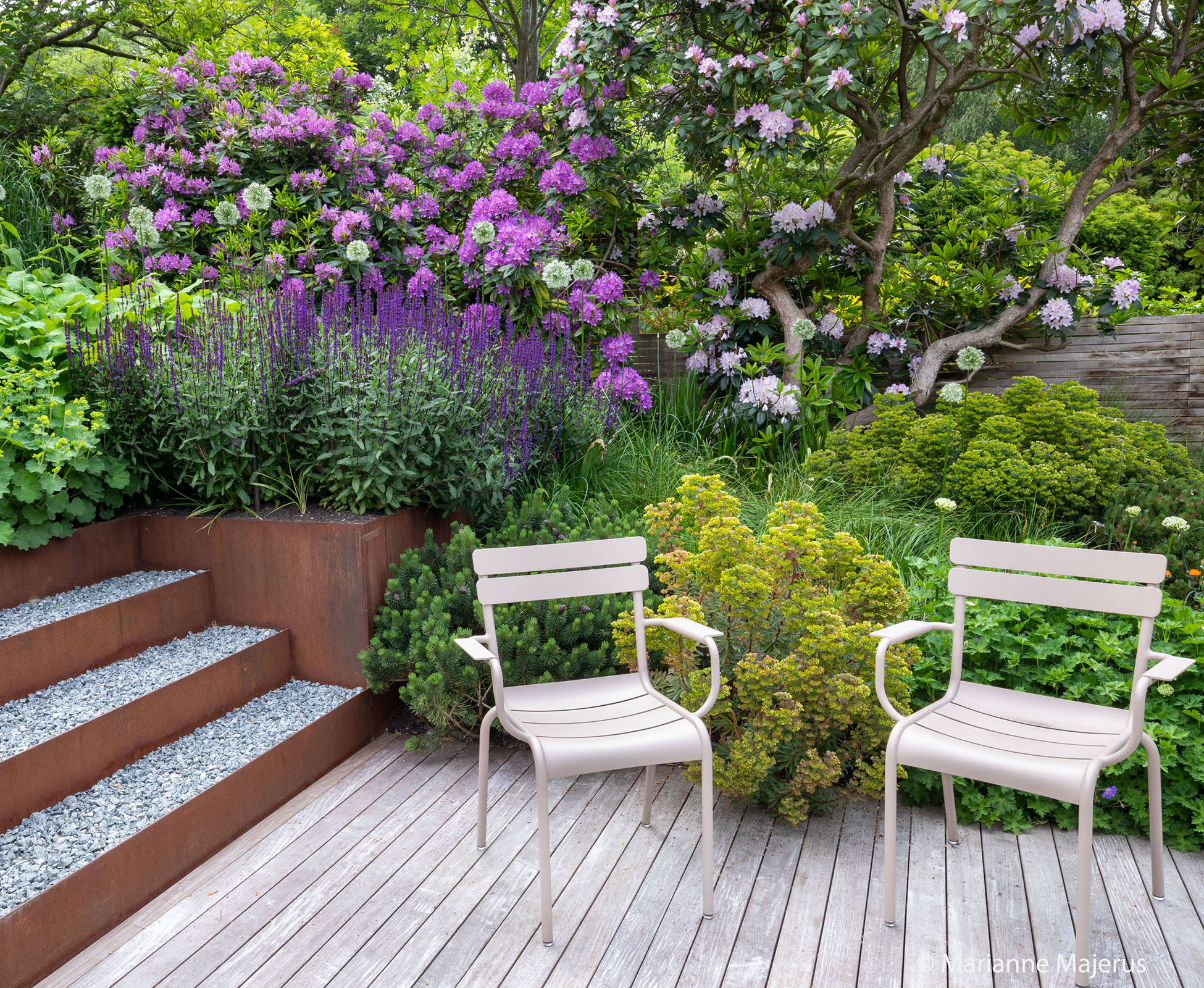 The purple blue flower spikes of Salvia caradonna pick up the hues of the existing rhododendrons. The hardwood deck has softened in colour , providing a striking contrast with the corten.