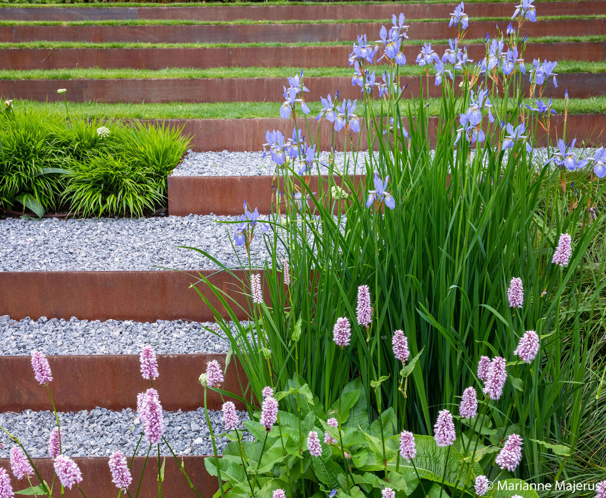 Perscicaria bistorta superba and Iris Perrys Blue contrast against the burnt orange- red of the corten steel, softening the straight lines.