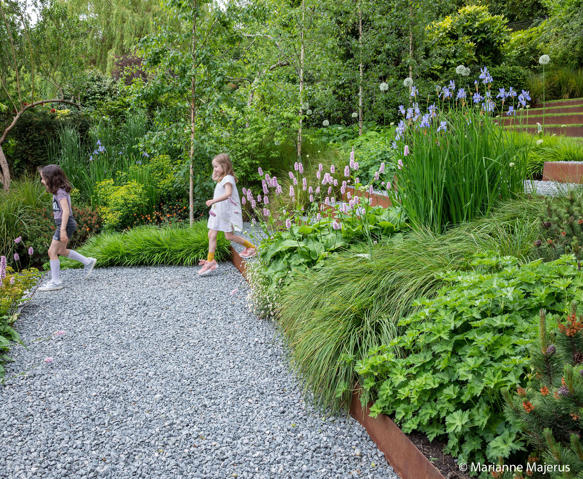 The herbaceous borders spill over the gravel softening the straight lines and enclosing you in a secret seating area of this Muswell Hill garden.