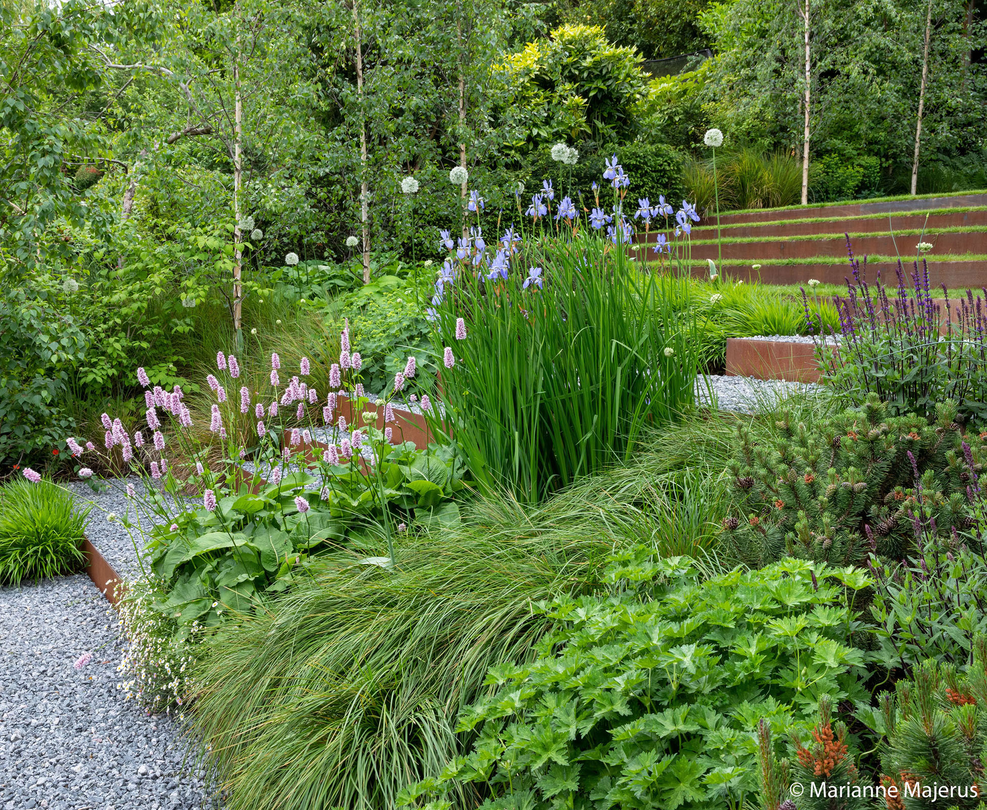 The herbaceous borders spill over the gravel softening the straight lines. The vertical trunks of Betula Zwisters Gloire, punctuate the background and merge the boundaries.