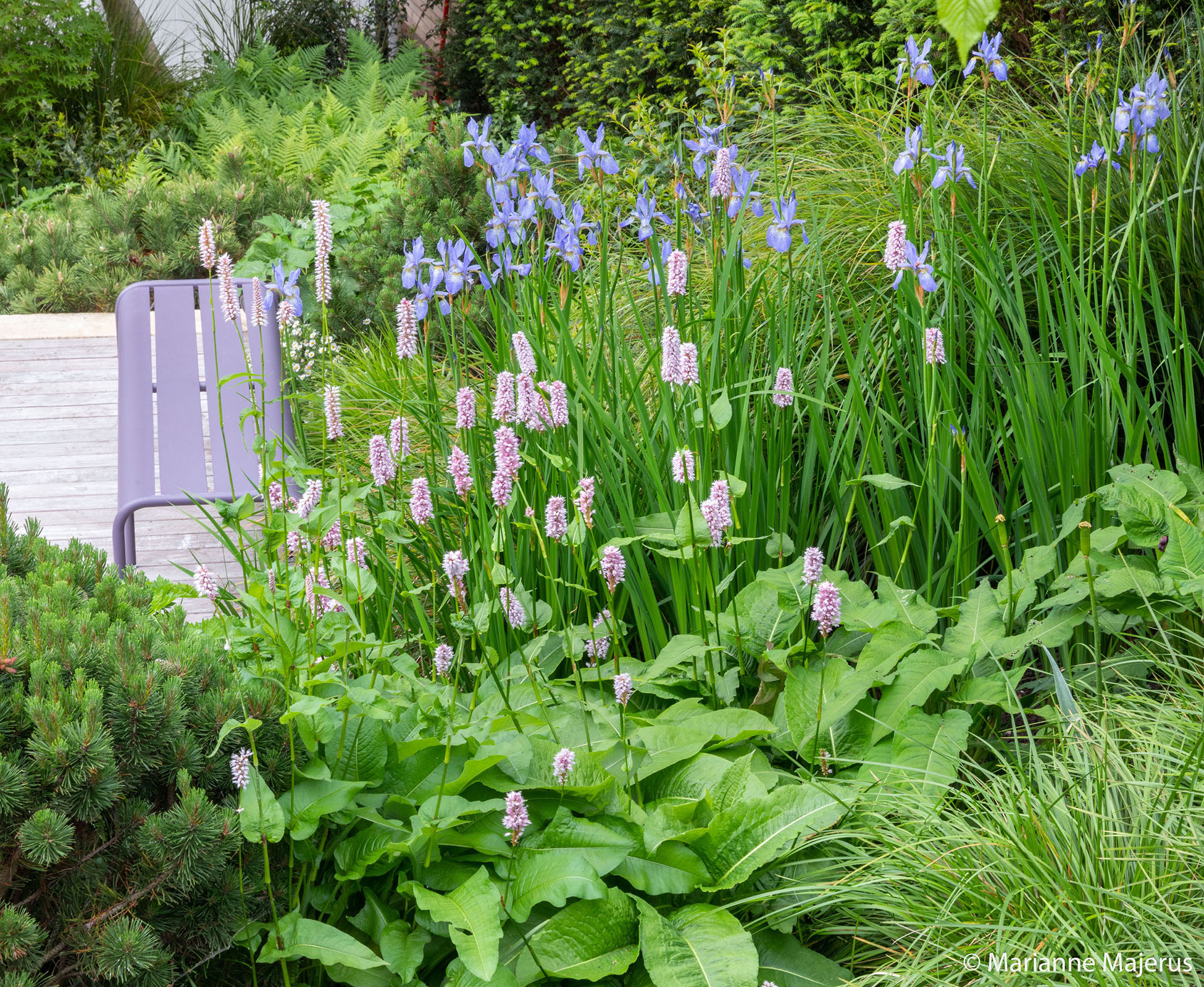 Dwarf pines, Persicaria, Iris and grasses create a harmonious planting scheme.