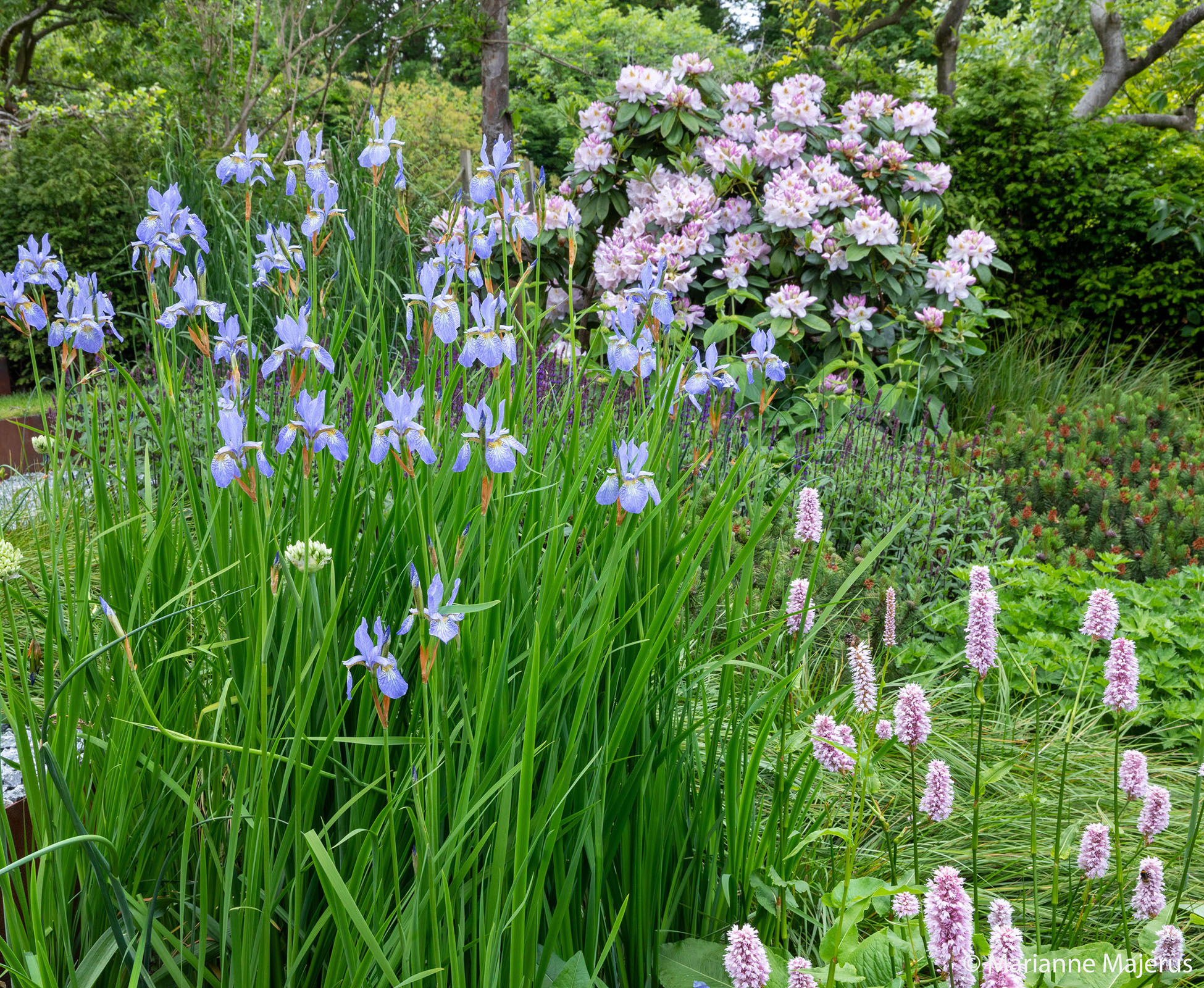 Planting details in this Muswell Hill garden, showing the lush green palette.