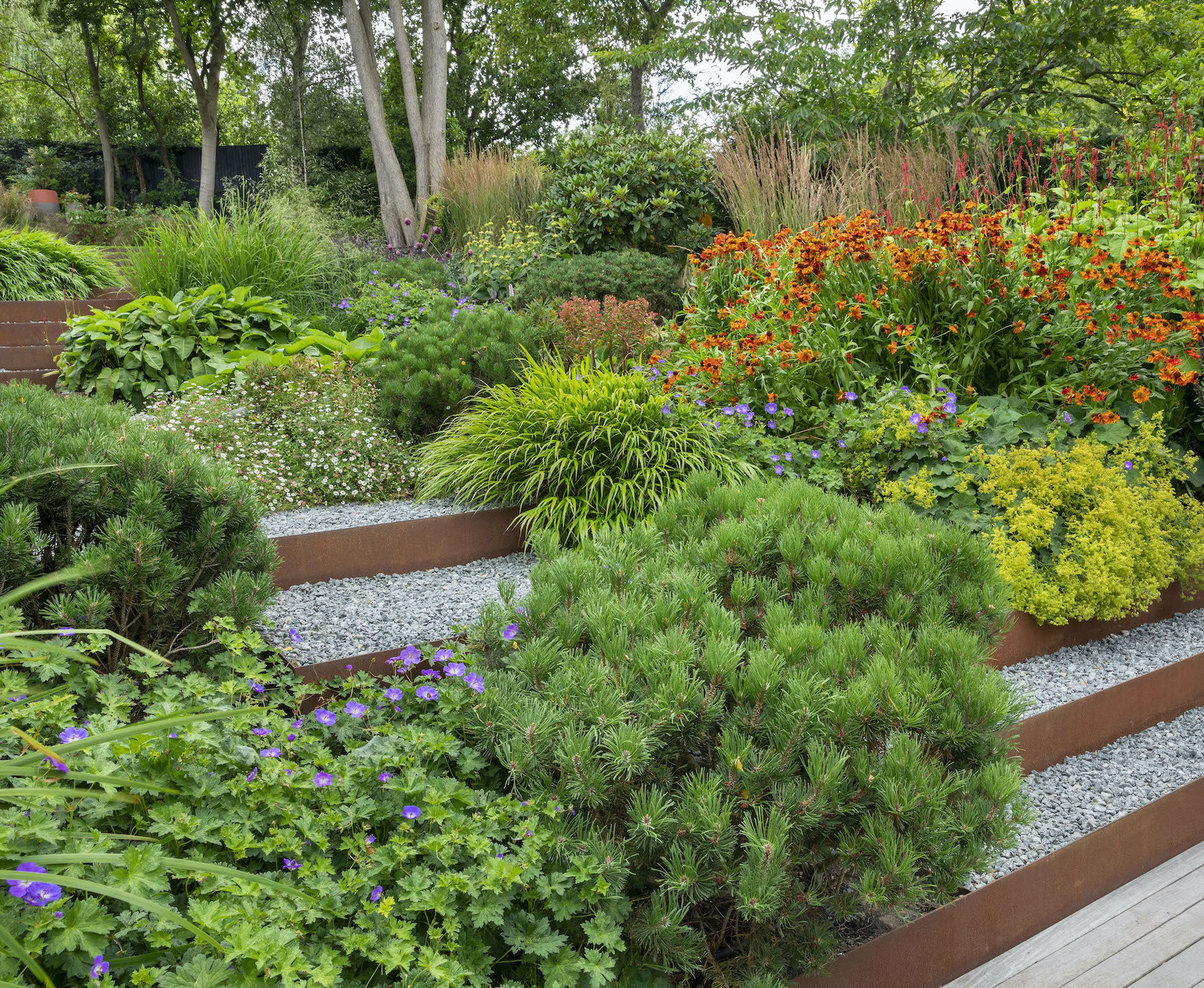 The Pinus domes create the structural backbone of the planting, with the seasonal herbaceous changing from a more muted Spring palette to warm hues in Summer.