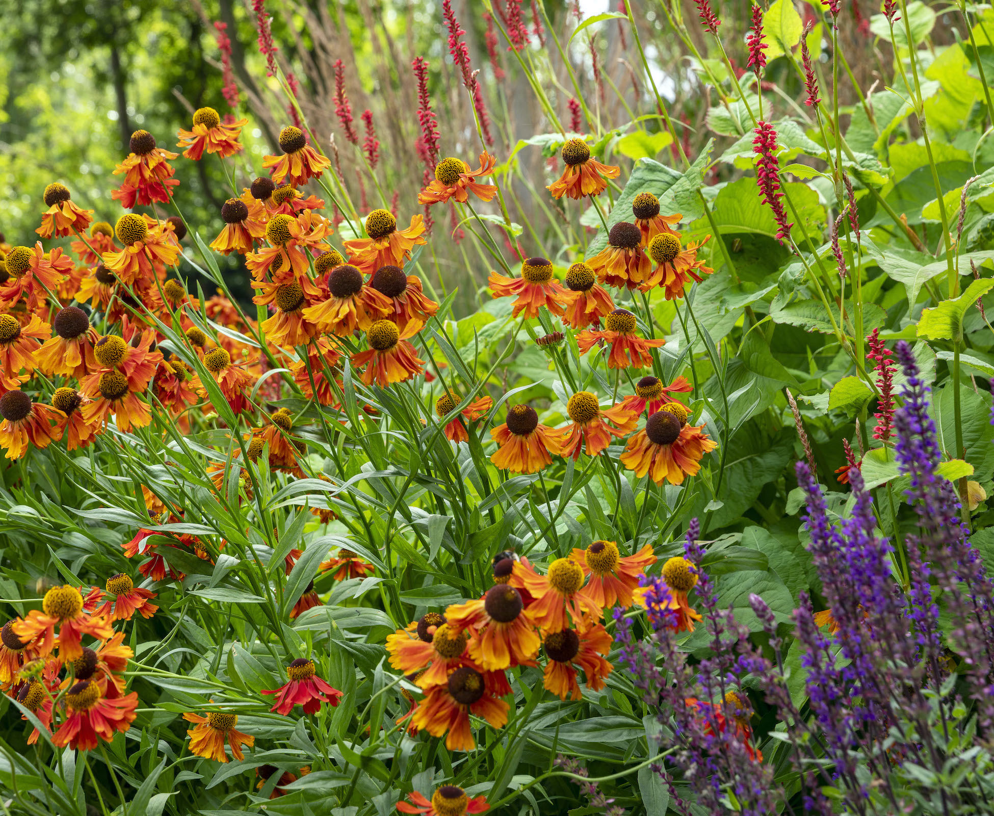 Summer brings a different colour palette to the garden with Helenium Waltraut stealing the show.