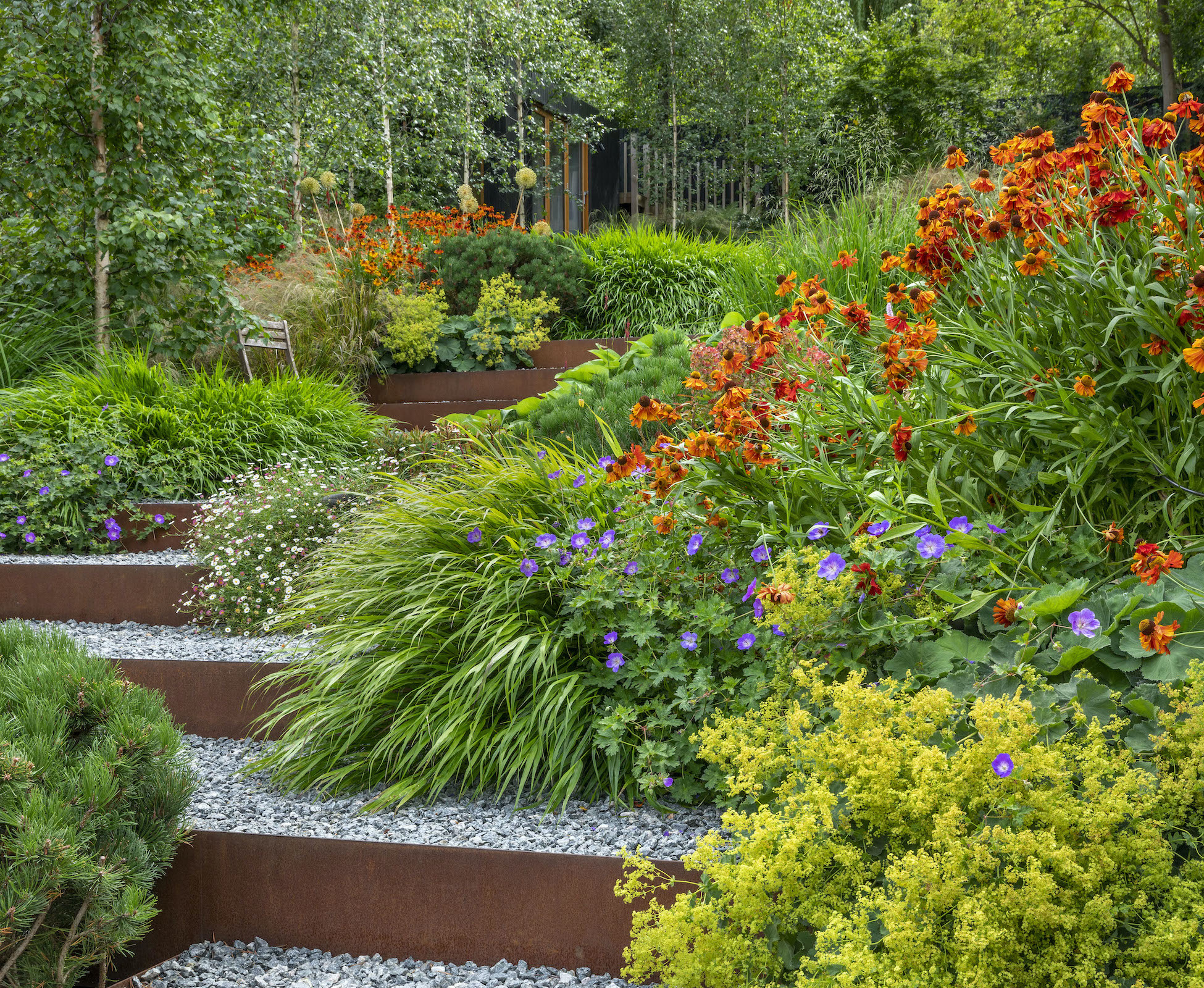 Summer brings a different colour palette to the garden with warmer colours, through pops of Helenium, Crocosmia lucifer and Persicaria.
