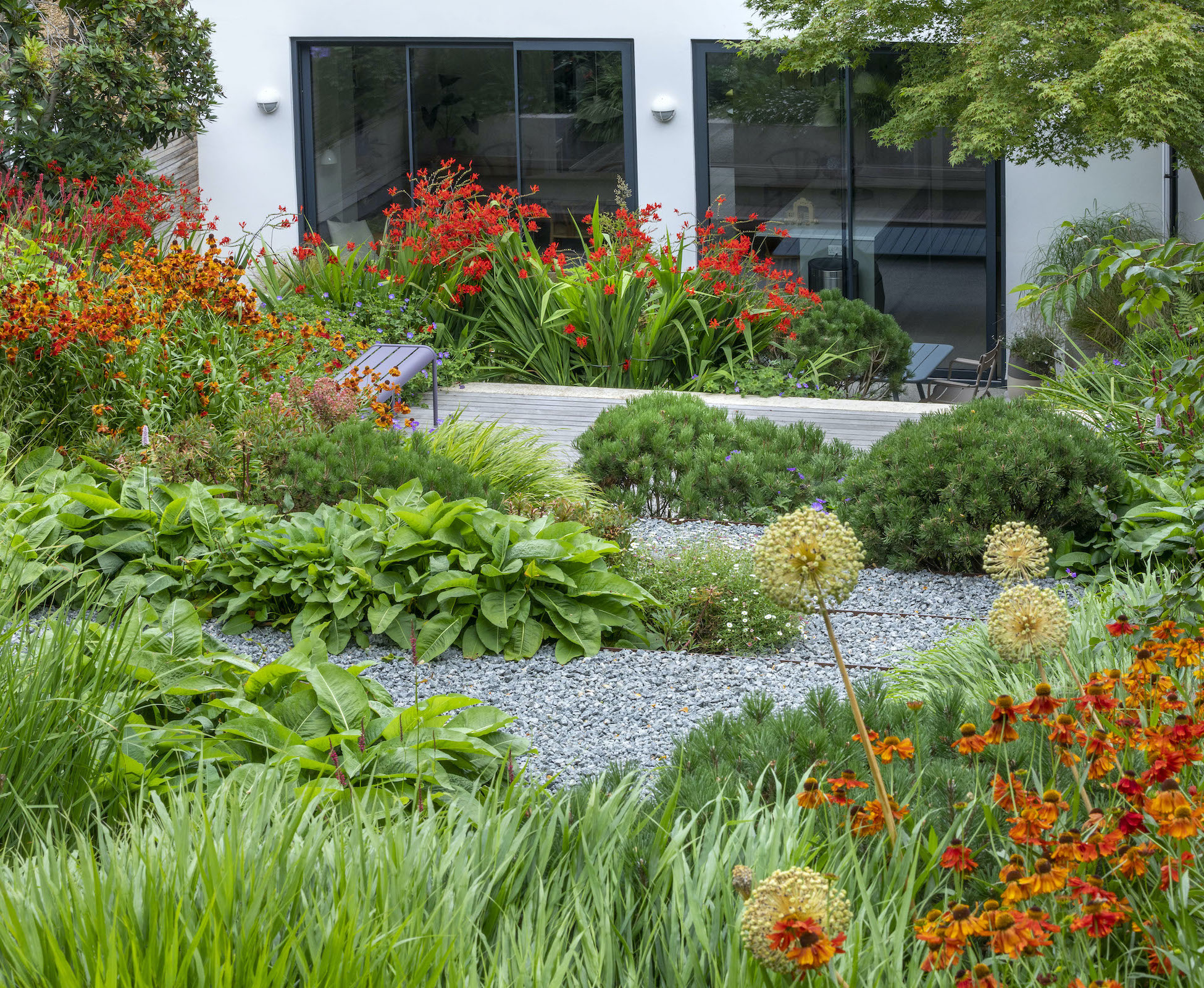Summer brings a different colour palette to the garden with warmer colours, through pops of Helenium, Crocosmia lucifer and Persicaria.