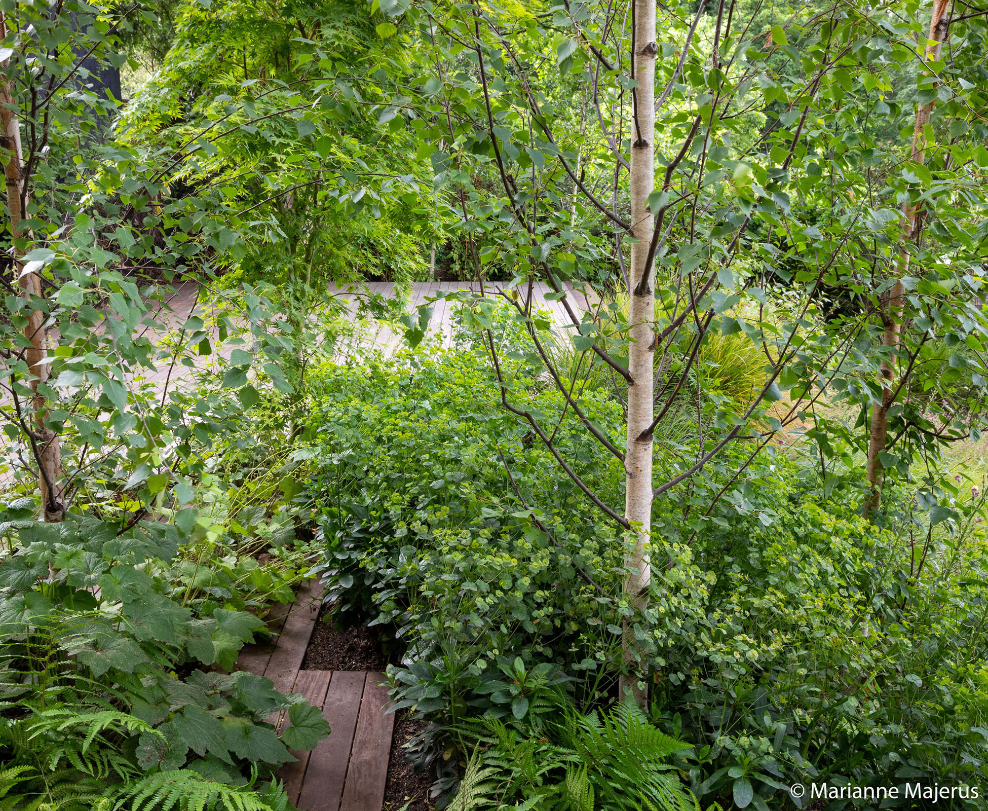 Magnificent Betula ermanii ‘Holland’, Euphorbia, Dryopteris ferns and other shady underplanting located at the top of the slope, creating a woodland garden.