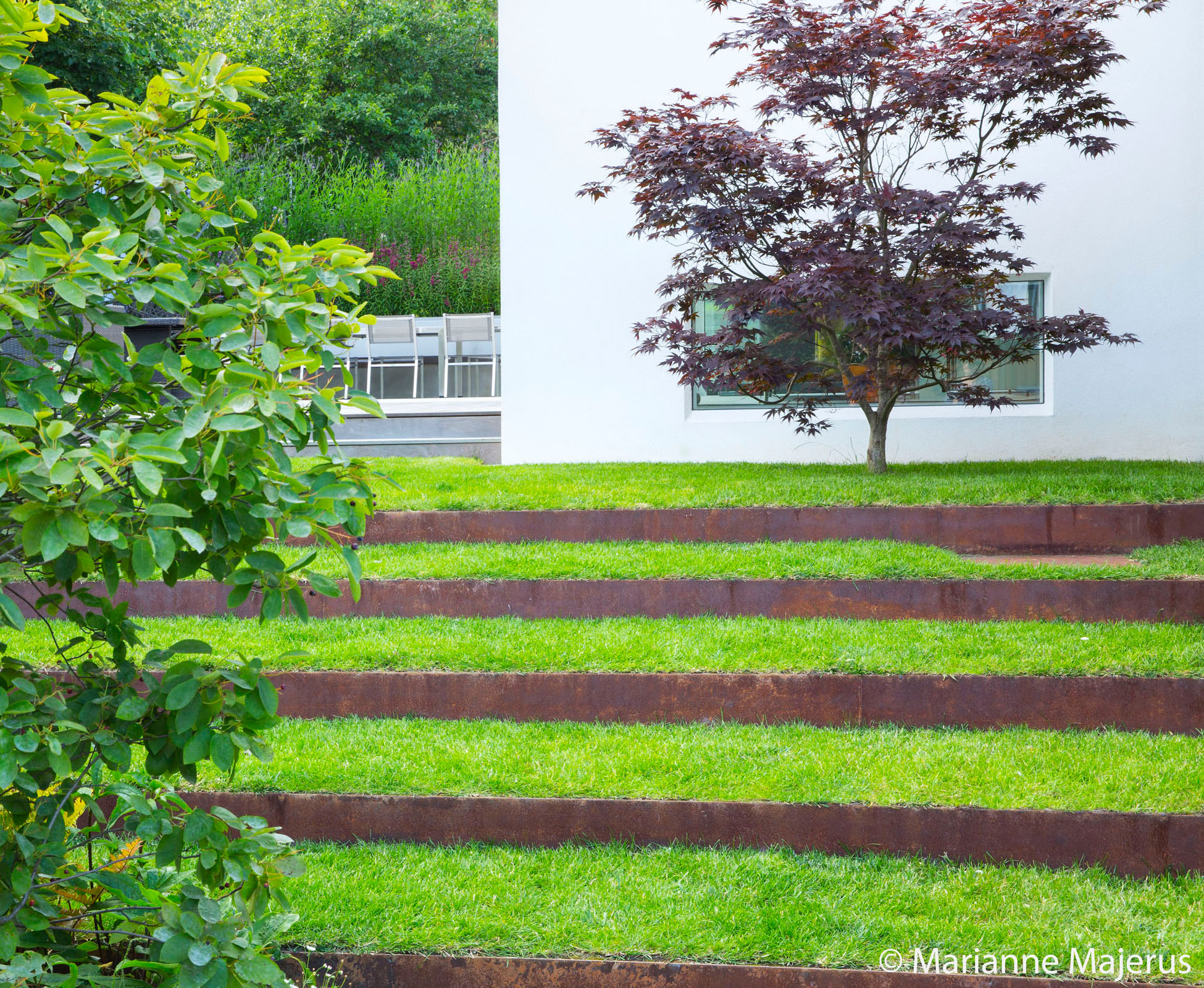 The corten risers form the steps in the lawn to walk to the house near a mutlistemmed Acer palmatum ‘Atropurpureum’ in this North London garden.