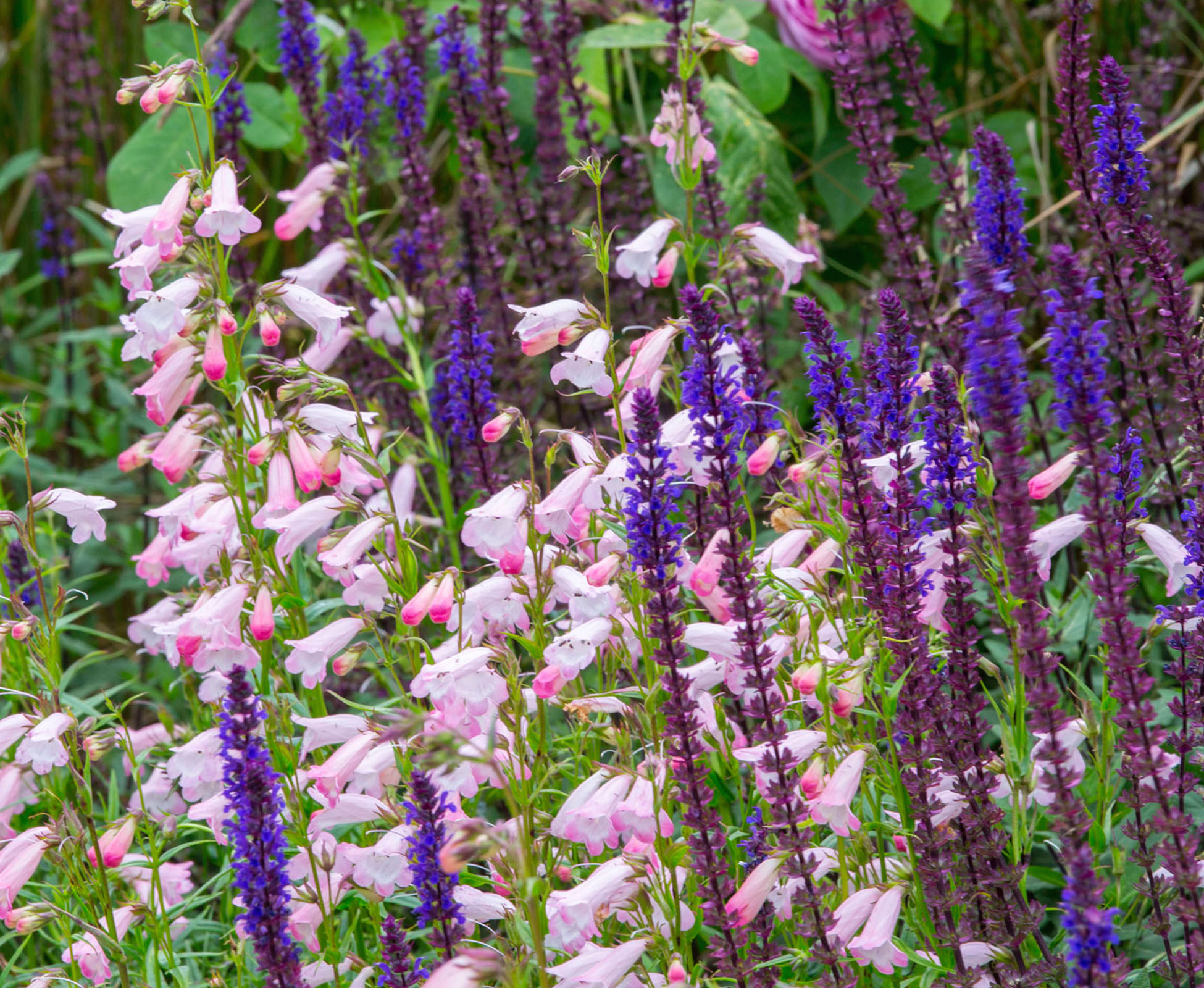 Salvia nemorosa ‘Caradonna’, Penstemon ‘Sour Grapes’, Rosa ‘Gertrude Jekyll’ and Calamagrostis ‘Karl Foerster’, just about to flower, are intermingled in the herbaceous border.
