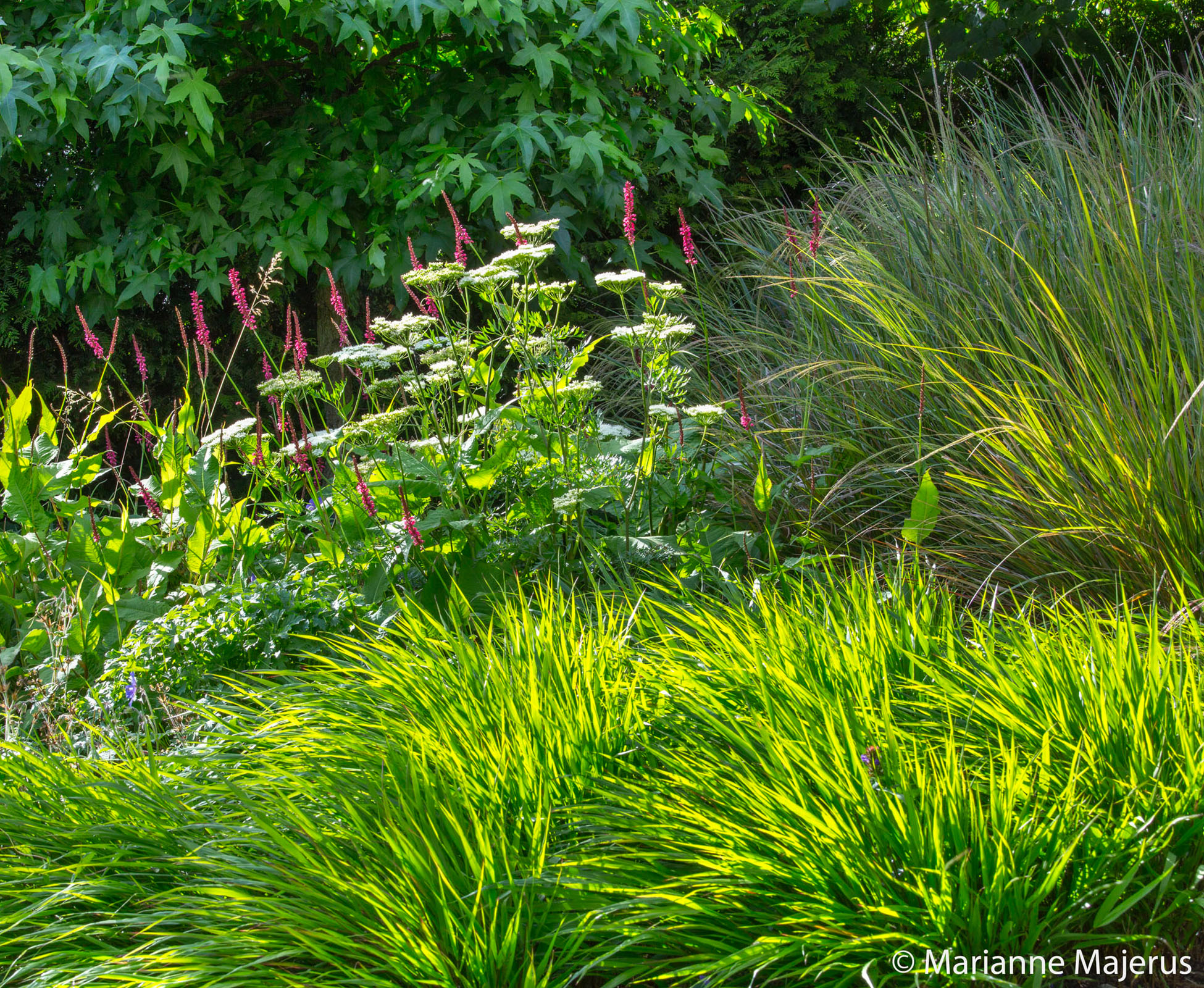 The herbaceous border is glowing from the sun back lighting the Hakonechloa, Anemantele, Cenolophium and Persicaria in this North London Garden. 