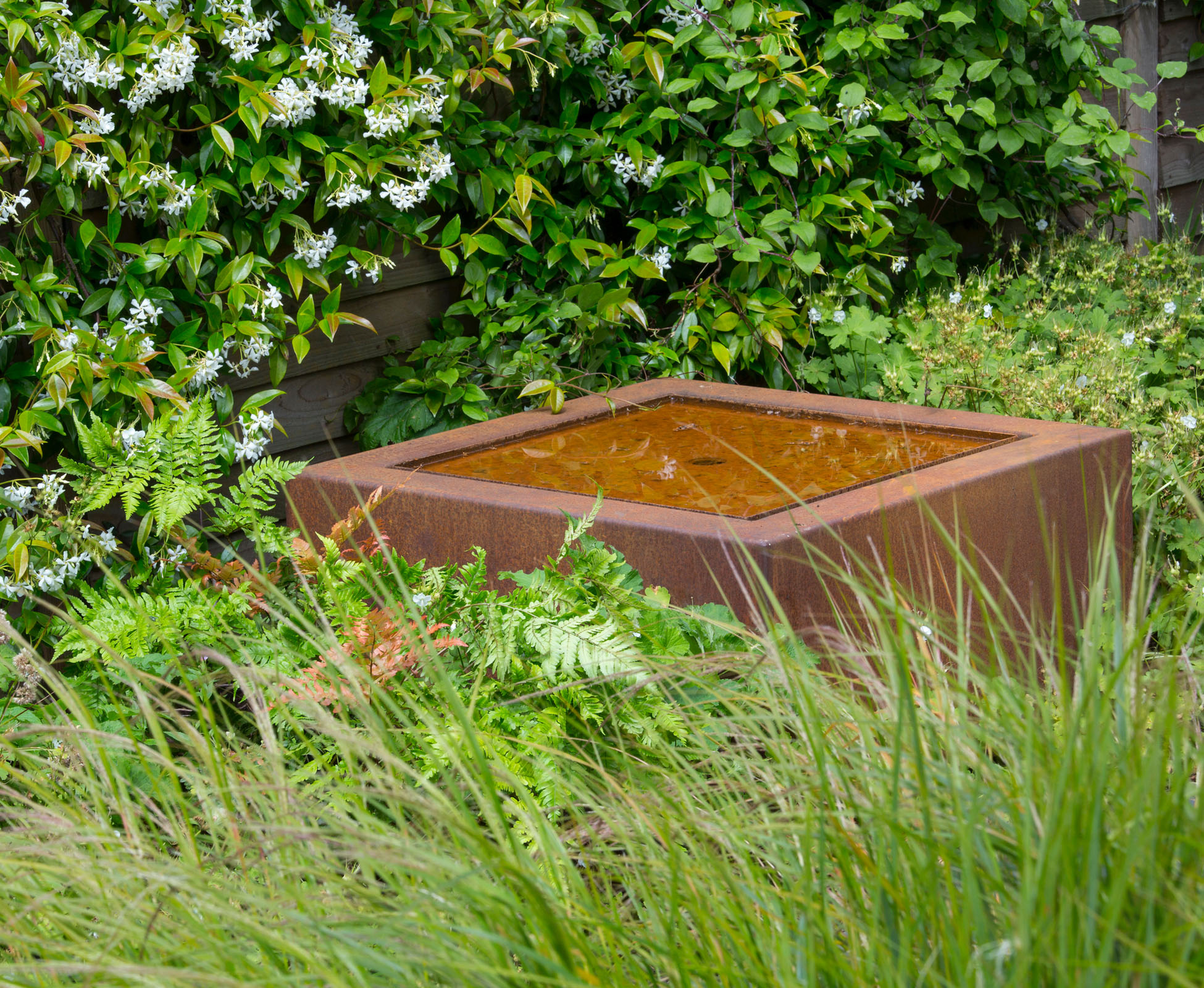 Close up showing the square Corten steel water basin, surrounded by a lush combination of Anemanthele lessoniana and Trechelospermum jasminoides in this Queen’s Park garden.