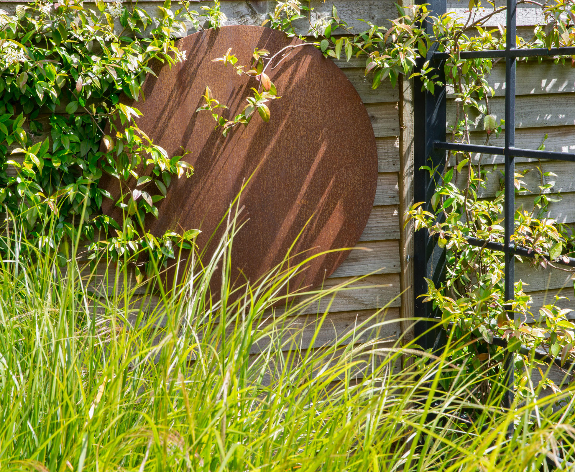The Corten steel circle has been cut out of the panel, becoming a hanging feature in another part of this Queen’s Park garden. It contrasts against the lush foliage of Anemanthele lessoniana and Trachelospermum jasminoides, both evergreen.
