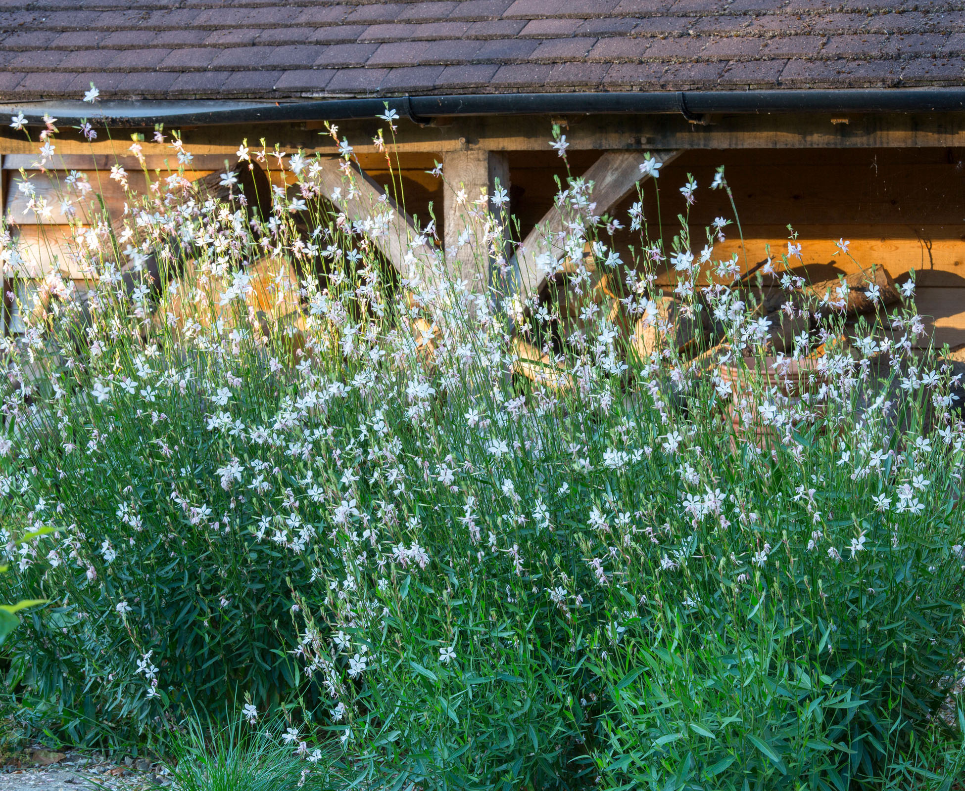 Close up of Gaura lindheimeiri against the garage at the back of this Richmond garden, near the Thames. It catches the evening sun perfectly.