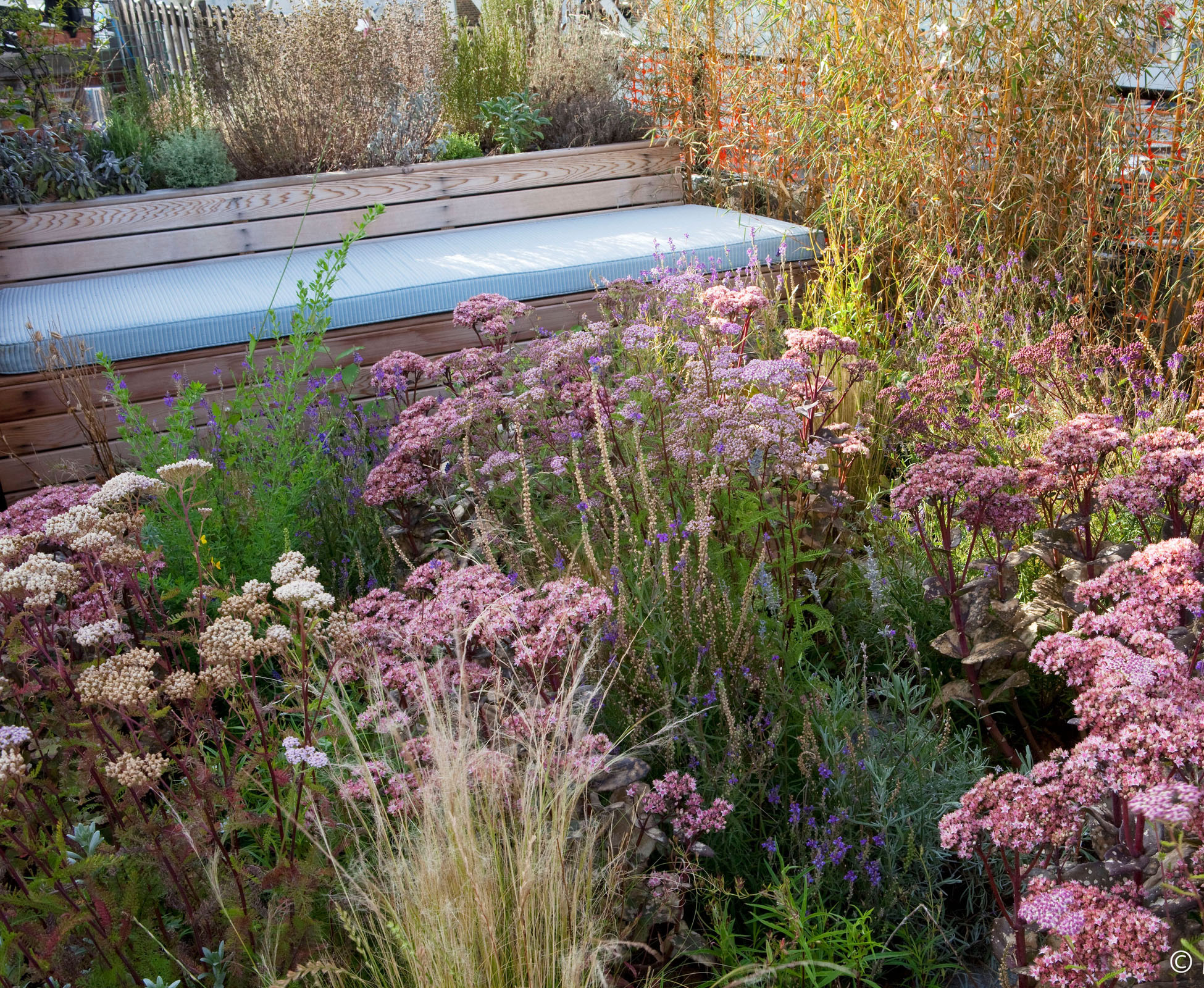 Achillea ‘Cerise Queen’, Sedum ‘Matrona’, Gaura lindheimeri, Stipa tenuissima, Penstemon ‘Garnet’, Linaria purpurea blend together in this dry planting, for a prairie style effect on this rooftop in the heart of Shoreditch, London.